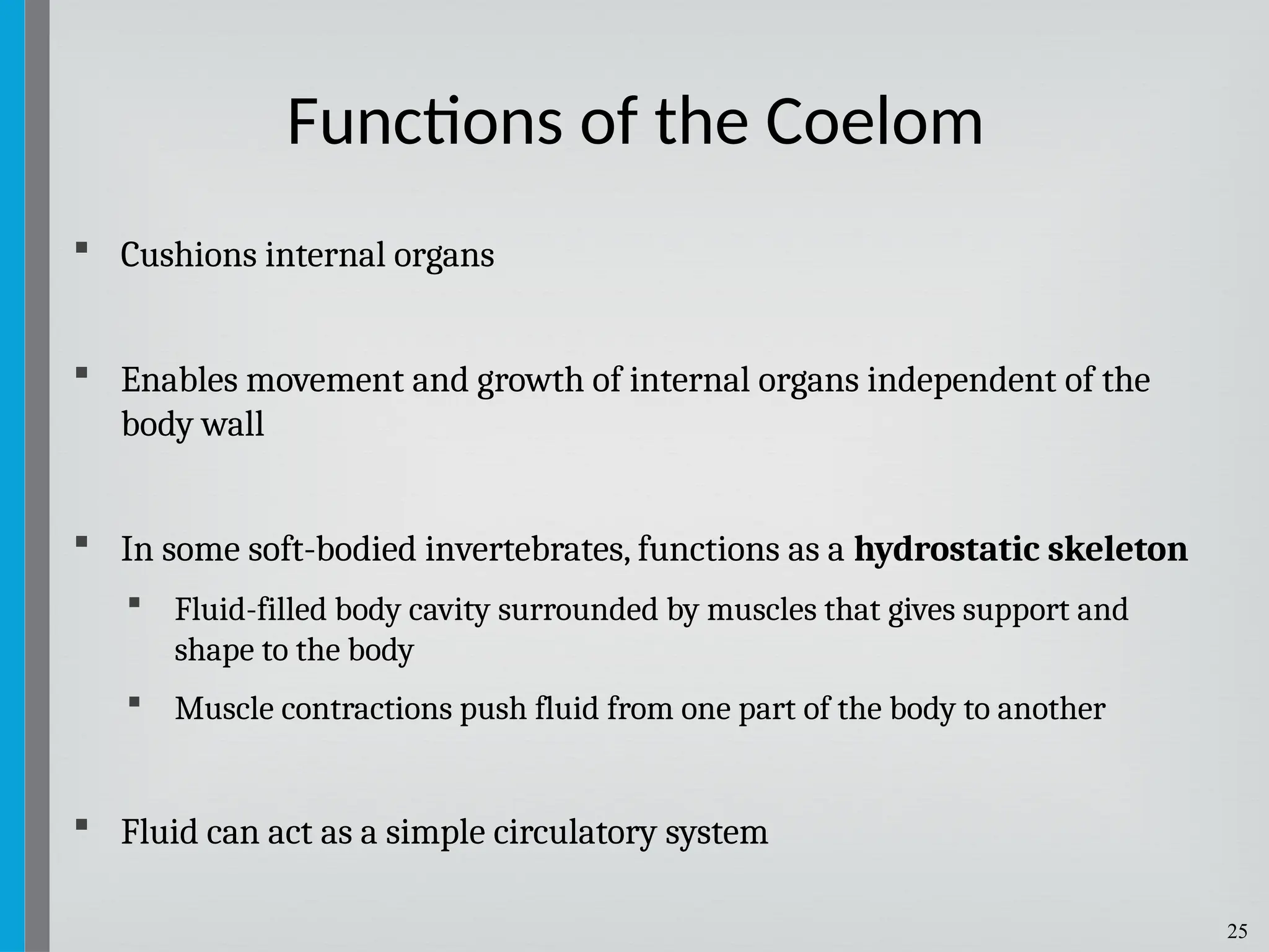 25
 Cushions internal organs
 Enables movement and growth of internal organs independent of the
body wall
 In some soft-bodied invertebrates, functions as a hydrostatic skeleton
 Fluid-filled body cavity surrounded by muscles that gives support and
shape to the body
 Muscle contractions push fluid from one part of the body to another
 Fluid can act as a simple circulatory system
Functions of the Coelom
 