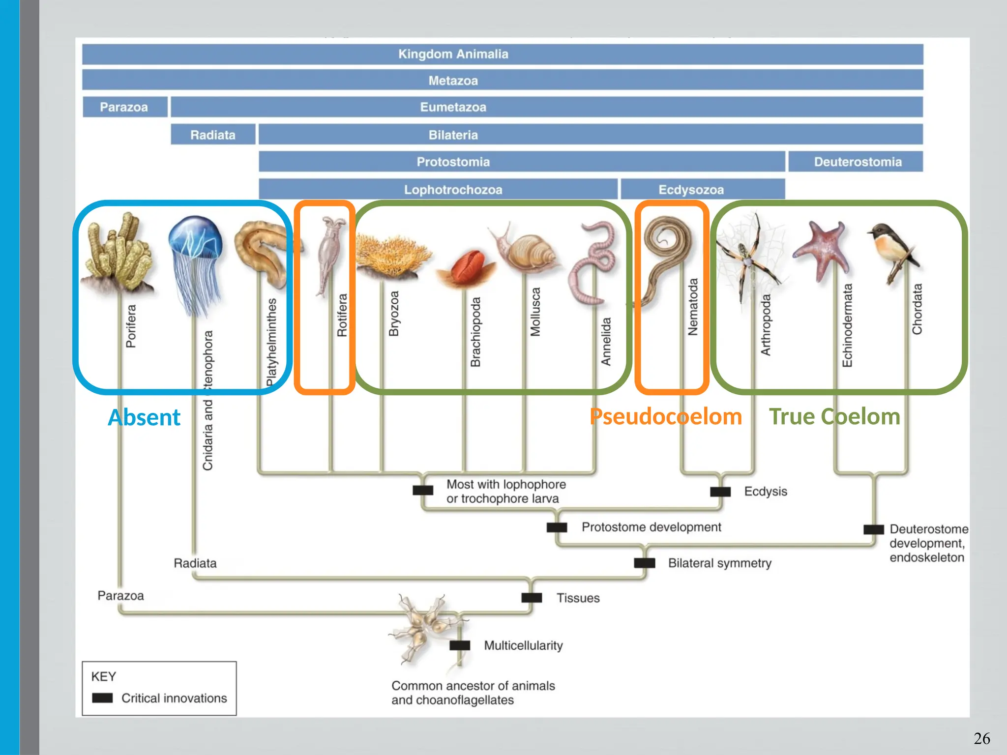 26
True Coelom
Pseudocoelom
Absent
 