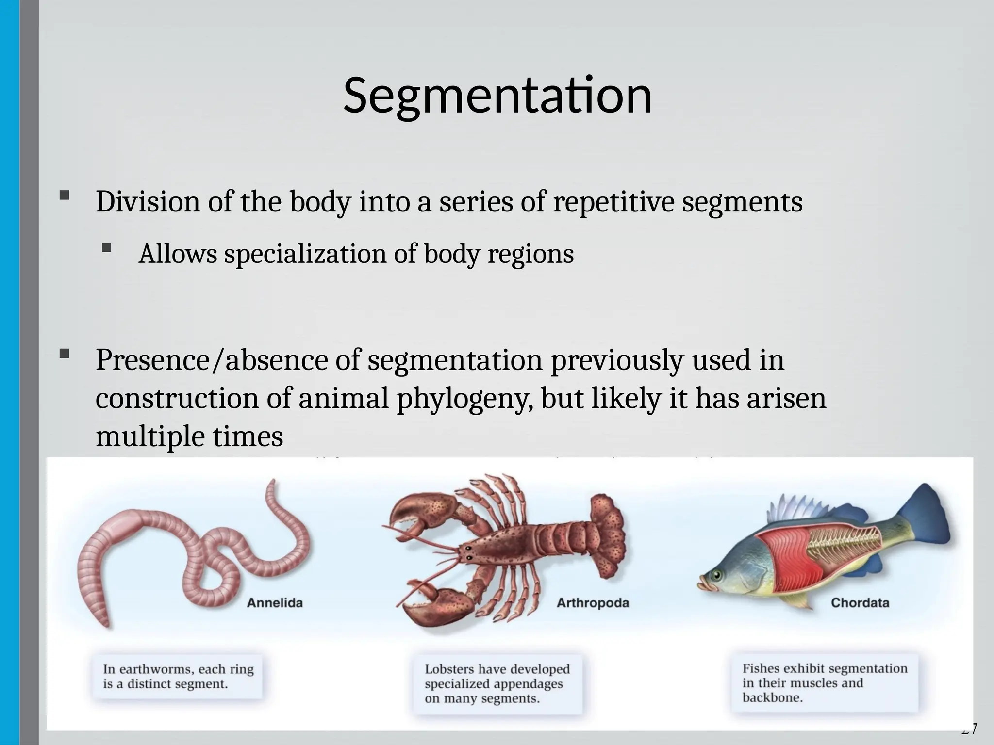 27
 Division of the body into a series of repetitive segments
 Allows specialization of body regions
 Presence/absence of segmentation previously used in
construction of animal phylogeny, but likely it has arisen
multiple times
Segmentation
 