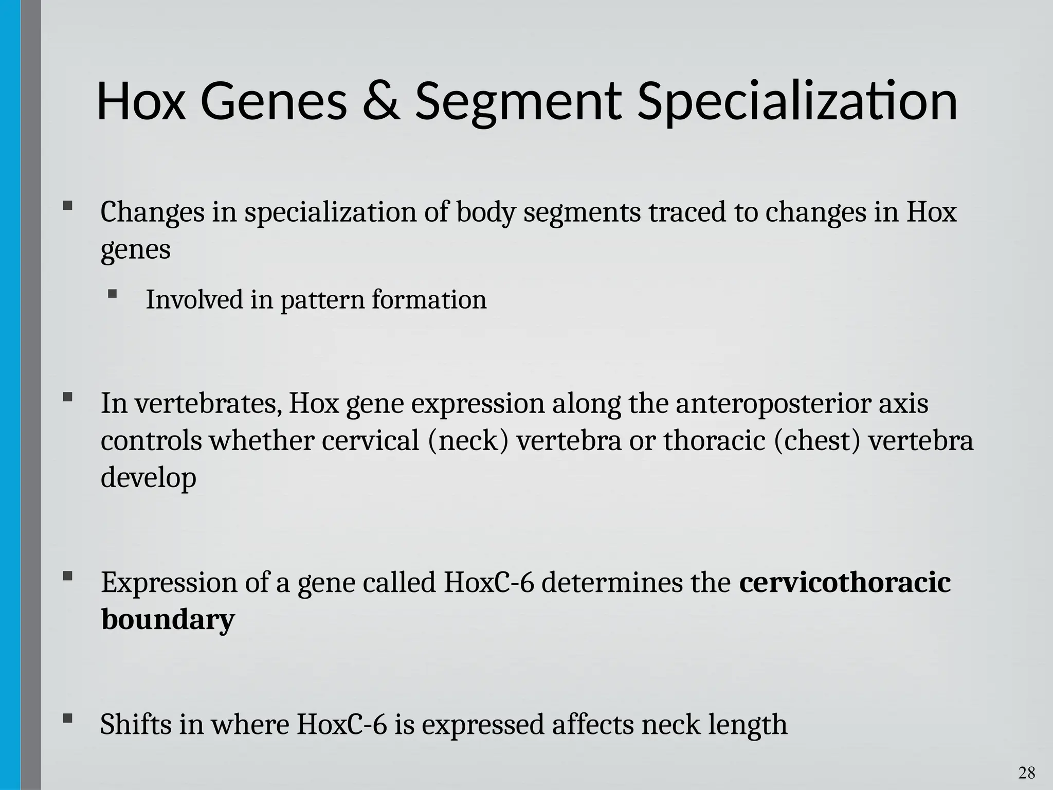 28
 Changes in specialization of body segments traced to changes in Hox
genes
 Involved in pattern formation
 In vertebrates, Hox gene expression along the anteroposterior axis
controls whether cervical (neck) vertebra or thoracic (chest) vertebra
develop
 Expression of a gene called HoxC-6 determines the cervicothoracic
boundary
 Shifts in where HoxC-6 is expressed affects neck length
Hox Genes & Segment Specialization
 