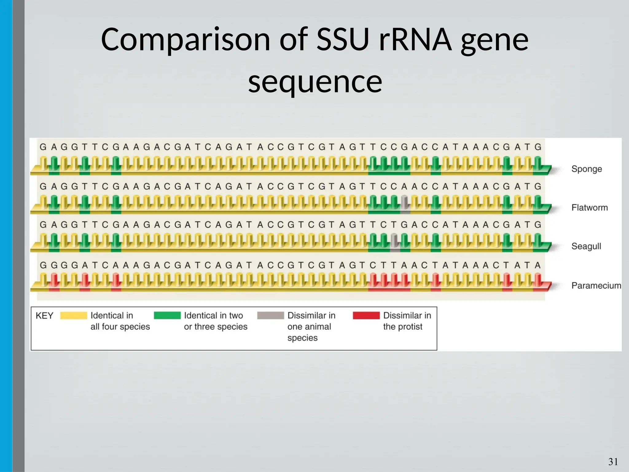 31
Comparison of SSU rRNA gene
sequence
 