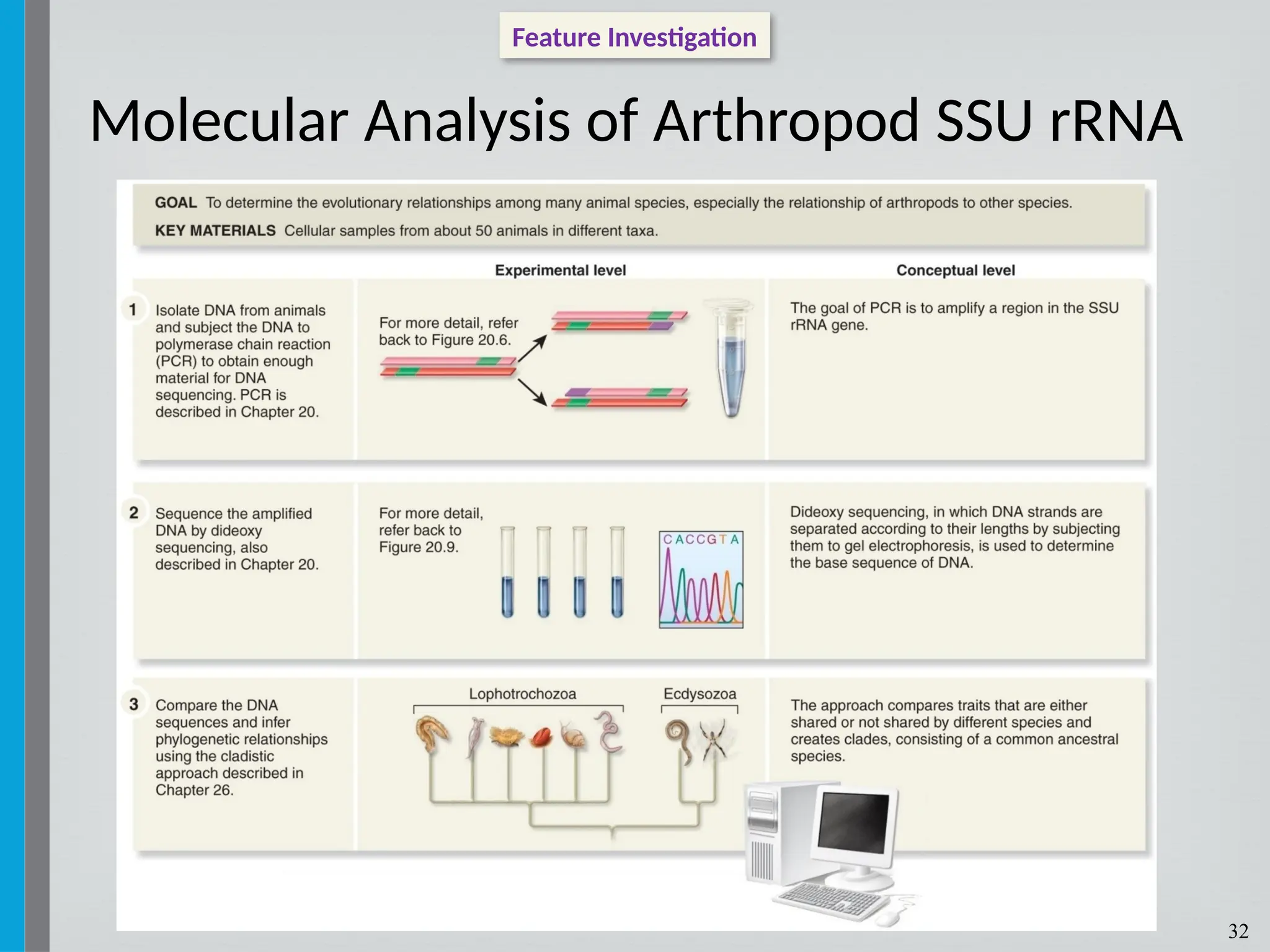 32
Feature Investigation
Molecular Analysis of Arthropod SSU rRNA
 