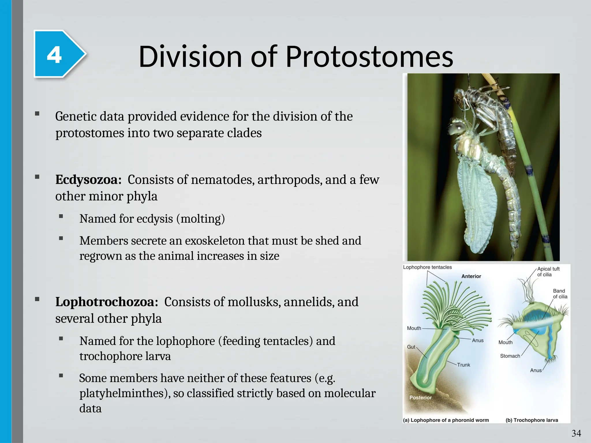 34
 Genetic data provided evidence for the division of the
protostomes into two separate clades
 Ecdysozoa: Consists of nematodes, arthropods, and a few
other minor phyla
 Named for ecdysis (molting)
 Members secrete an exoskeleton that must be shed and
regrown as the animal increases in size
 Lophotrochozoa: Consists of mollusks, annelids, and
several other phyla
 Named for the lophophore (feeding tentacles) and
trochophore larva
 Some members have neither of these features (e.g.
platyhelminthes), so classified strictly based on molecular
data
Division of Protostomes
4
 