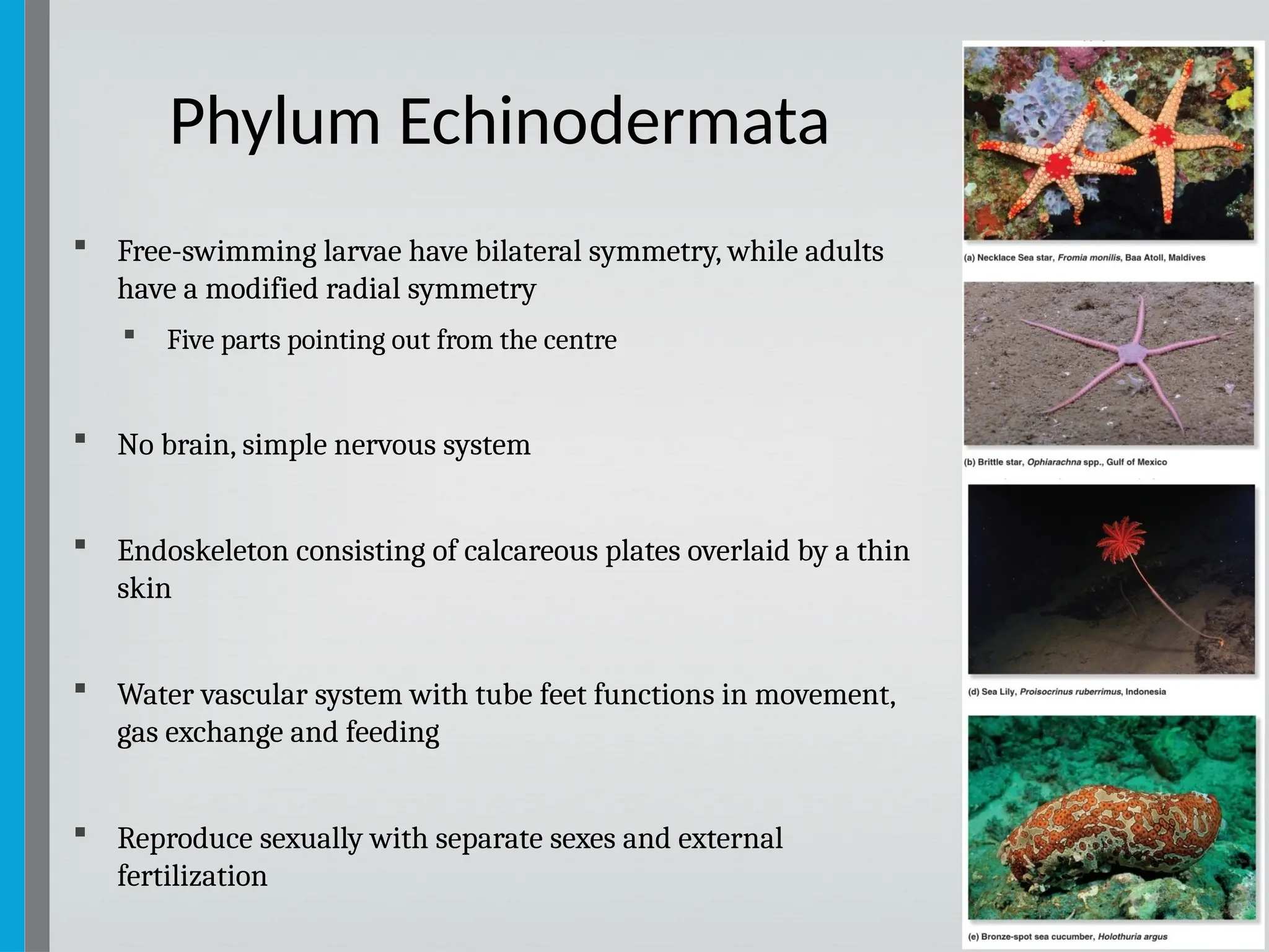 39
 Free-swimming larvae have bilateral symmetry, while adults
have a modified radial symmetry
 Five parts pointing out from the centre
 No brain, simple nervous system
 Endoskeleton consisting of calcareous plates overlaid by a thin
skin
 Water vascular system with tube feet functions in movement,
gas exchange and feeding
 Reproduce sexually with separate sexes and external
fertilization
Phylum Echinodermata
 