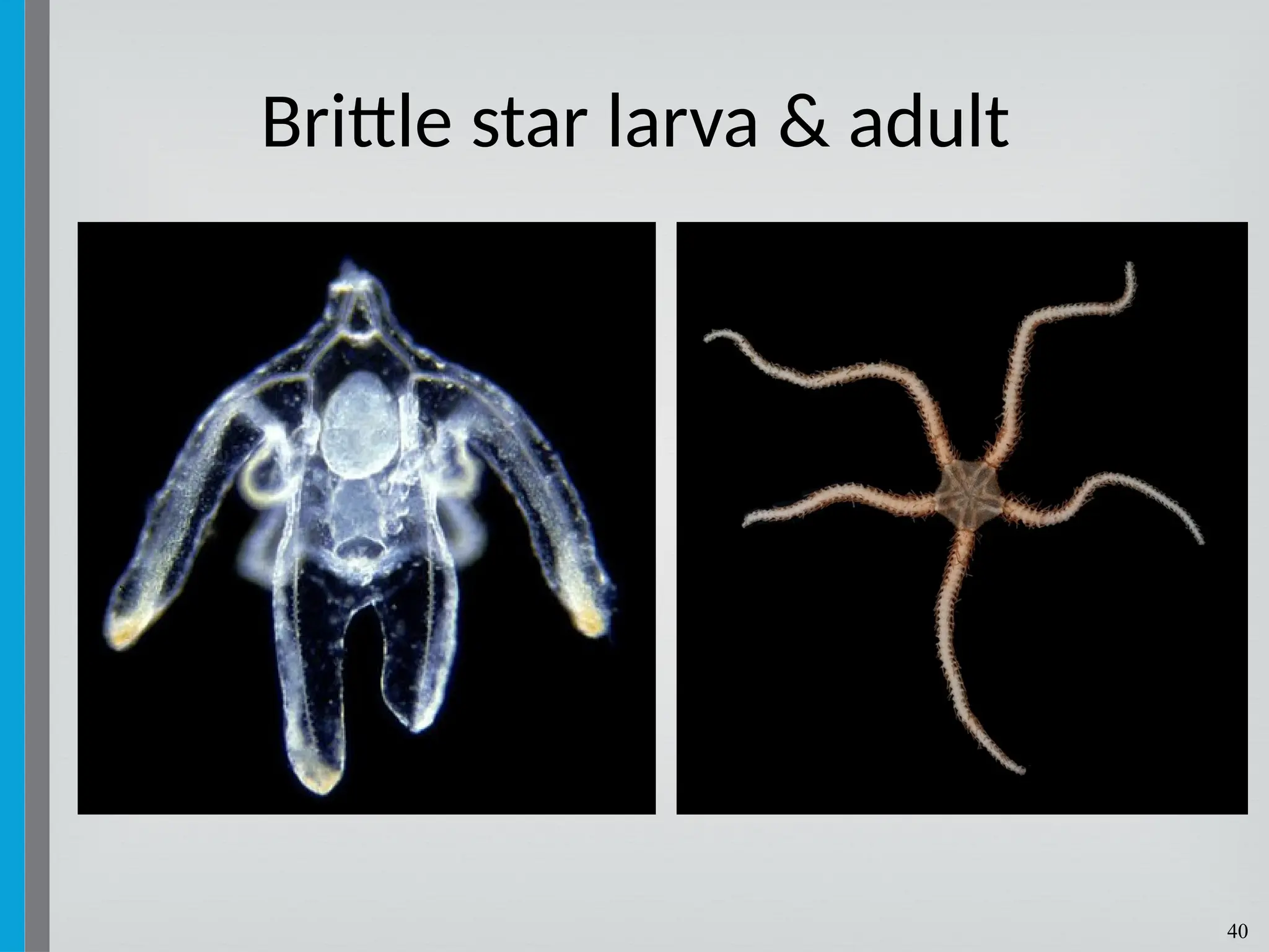 40
Brittle star larva & adult
 