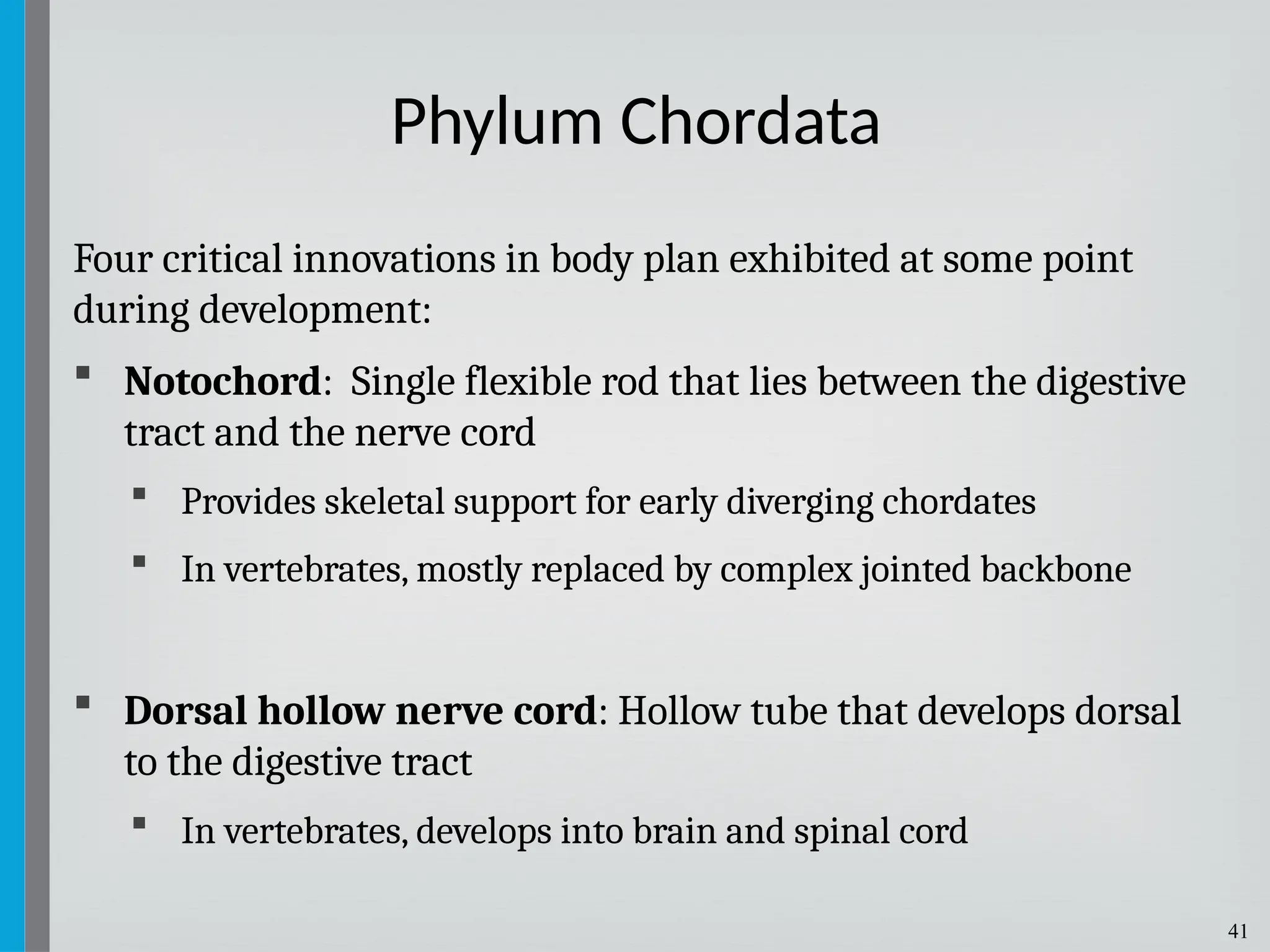 41
Four critical innovations in body plan exhibited at some point
during development:
 Notochord: Single flexible rod that lies between the digestive
tract and the nerve cord
 Provides skeletal support for early diverging chordates
 In vertebrates, mostly replaced by complex jointed backbone
 Dorsal hollow nerve cord: Hollow tube that develops dorsal
to the digestive tract
 In vertebrates, develops into brain and spinal cord
Phylum Chordata
 