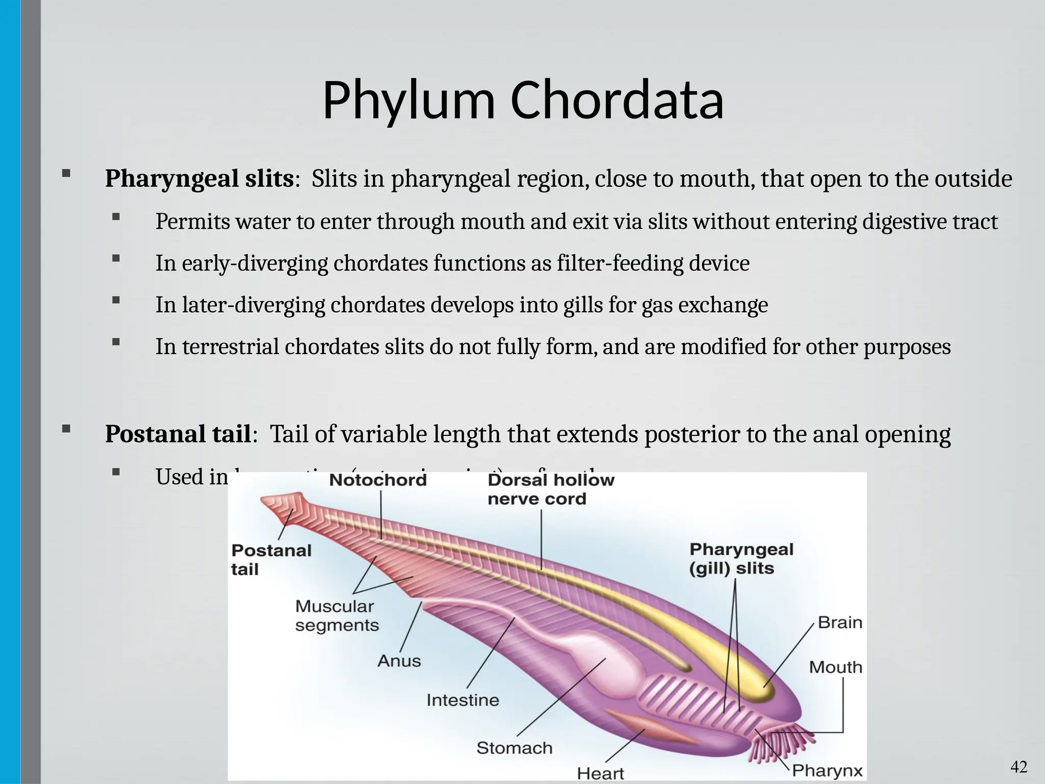 42
 Pharyngeal slits: Slits in pharyngeal region, close to mouth, that open to the outside
 Permits water to enter through mouth and exit via slits without entering digestive tract
 In early-diverging chordates functions as filter-feeding device
 In later-diverging chordates develops into gills for gas exchange
 In terrestrial chordates slits do not fully form, and are modified for other purposes
 Postanal tail: Tail of variable length that extends posterior to the anal opening
 Used in locomotion (e.g. swimming) or for other purposes
Phylum Chordata
 