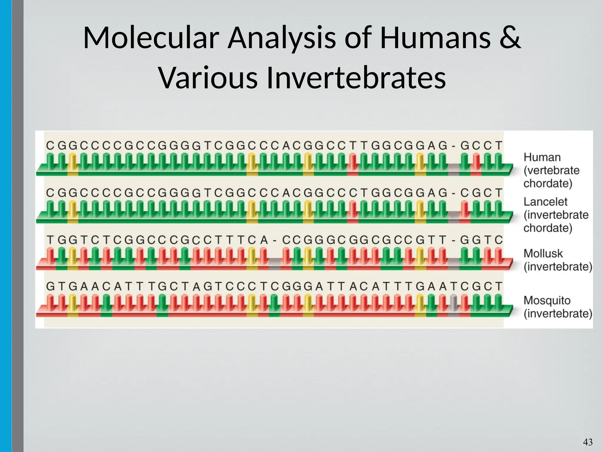 43
Molecular Analysis of Humans &
Various Invertebrates
 