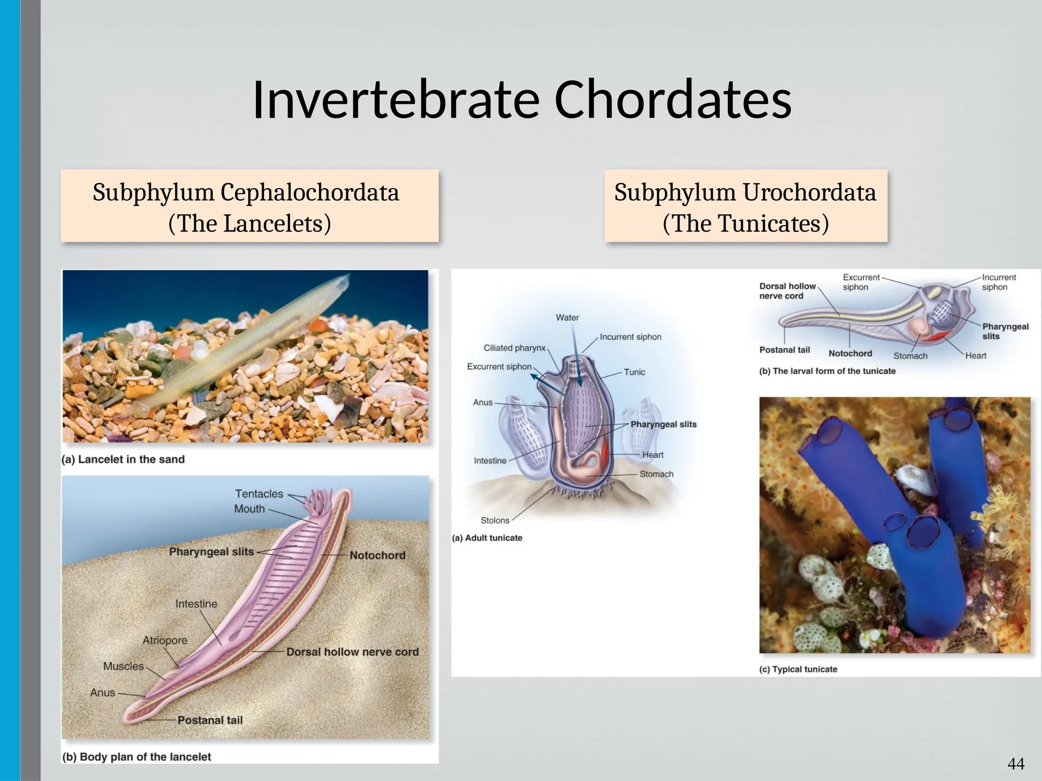 44
Invertebrate Chordates
Subphylum Cephalochordata
(The Lancelets)
Subphylum Urochordata
(The Tunicates)
 