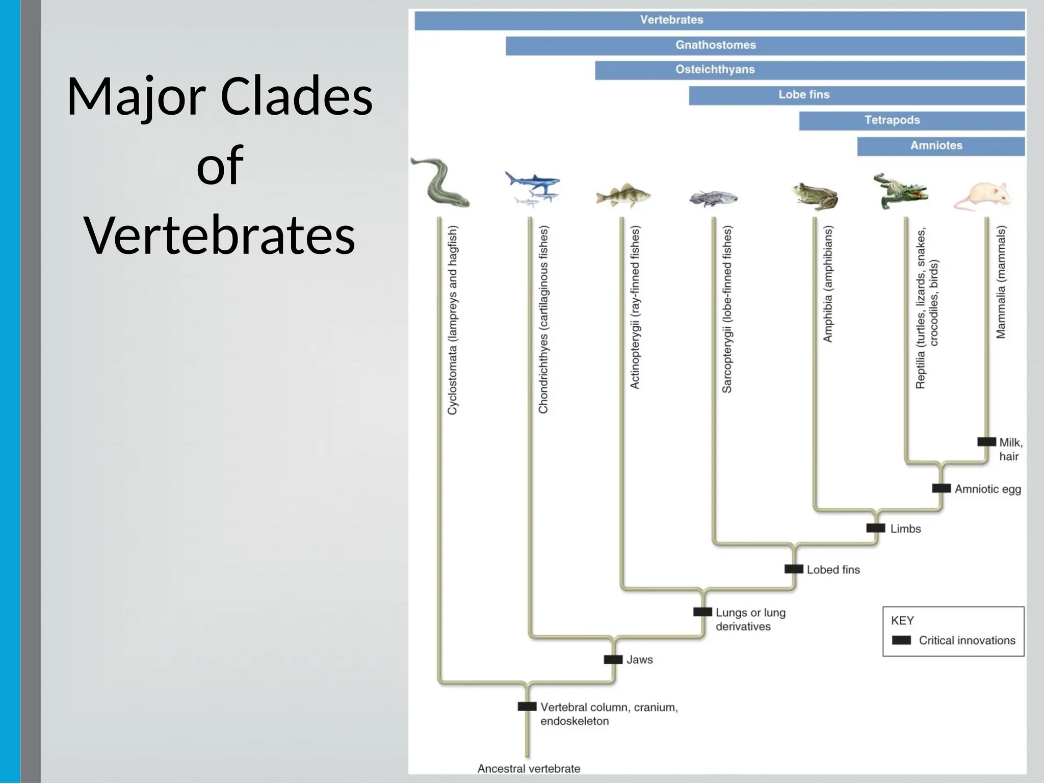 46
Major Clades
of
Vertebrates
 