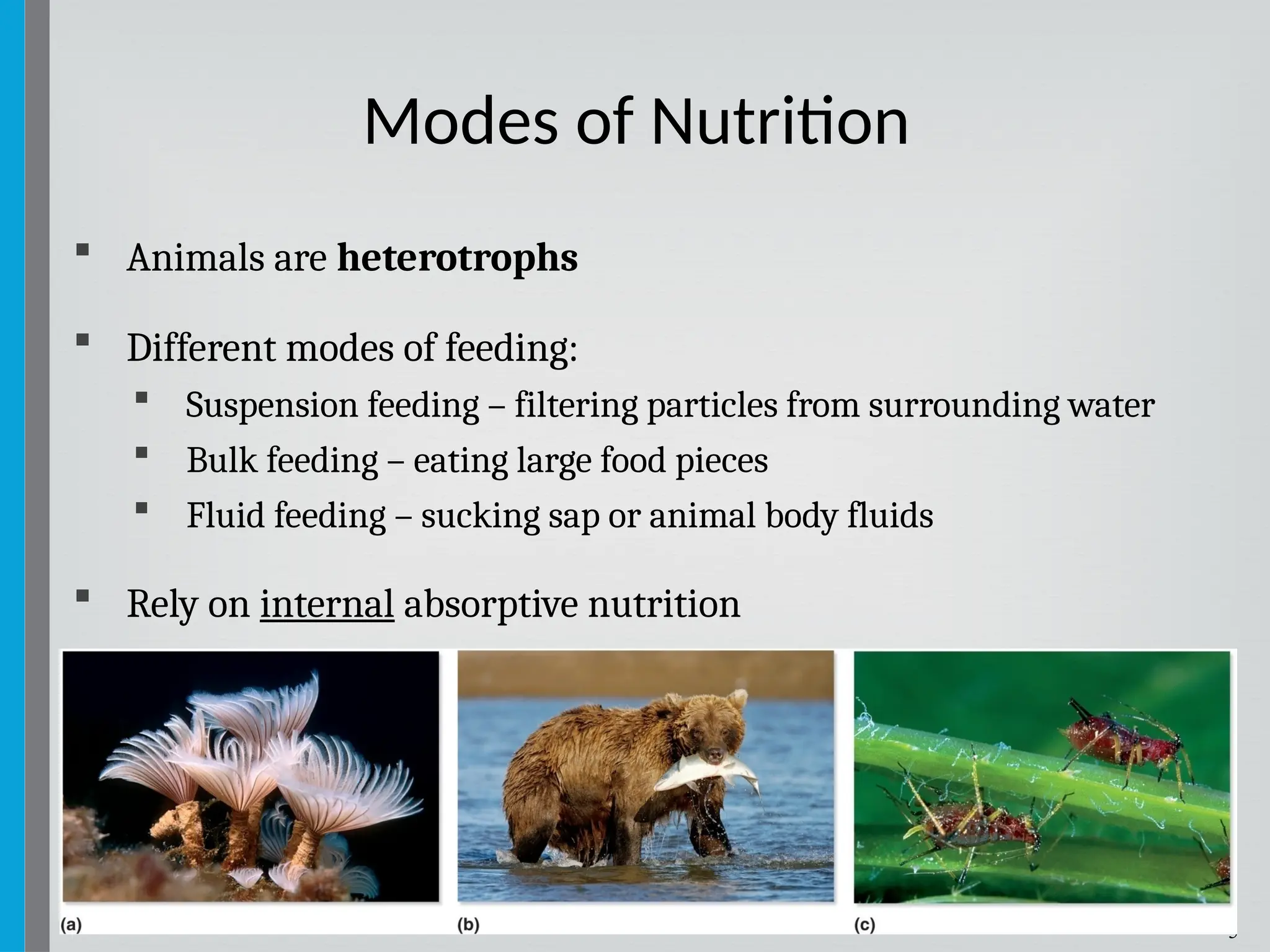 5
 Animals are heterotrophs
 Different modes of feeding:
 Suspension feeding – filtering particles from surrounding water
 Bulk feeding – eating large food pieces
 Fluid feeding – sucking sap or animal body fluids
 Rely on internal absorptive nutrition
Modes of Nutrition
 