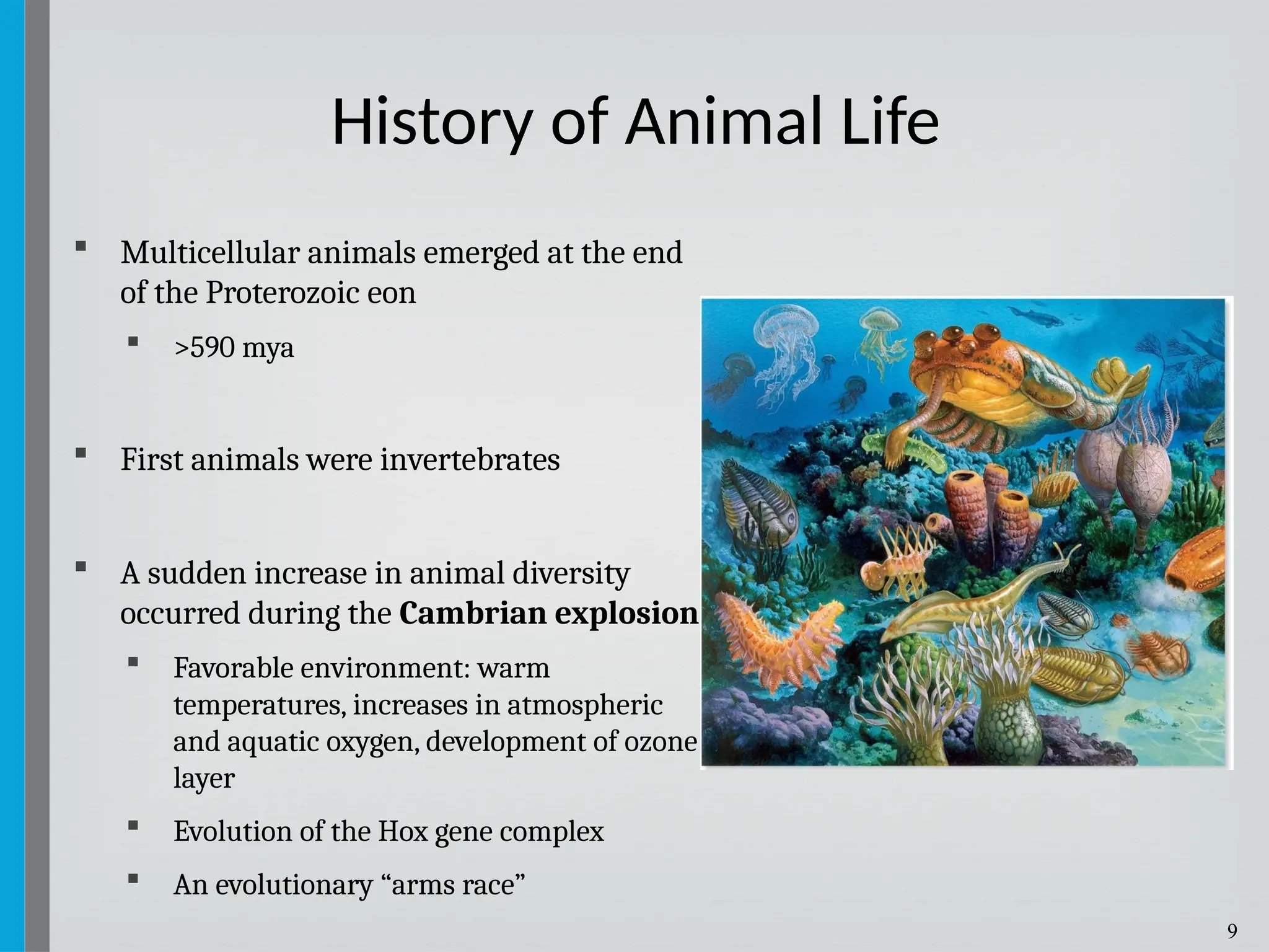 9
 Multicellular animals emerged at the end
of the Proterozoic eon
 >590 mya
 First animals were invertebrates
 A sudden increase in animal diversity
occurred during the Cambrian explosion
 Favorable environment: warm
temperatures, increases in atmospheric
and aquatic oxygen, development of ozone
layer
 Evolution of the Hox gene complex
 An evolutionary “arms race”
History of Animal Life
 