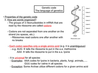 Lecture 7 (biol3600) genetic code and translation | PPT