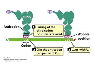 Lecture 7 (biol3600) genetic code and translation | PPT