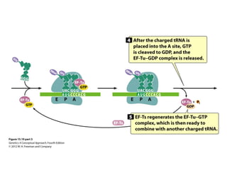 Lecture 7 (biol3600) genetic code and translation | PPT