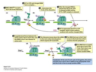 Lecture 7 (biol3600) genetic code and translation | PPT