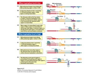 Lecture 7 (biol3600) genetic code and translation | PPT