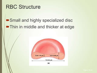 Disc Rbc Rivet Blood Physiology.ppt