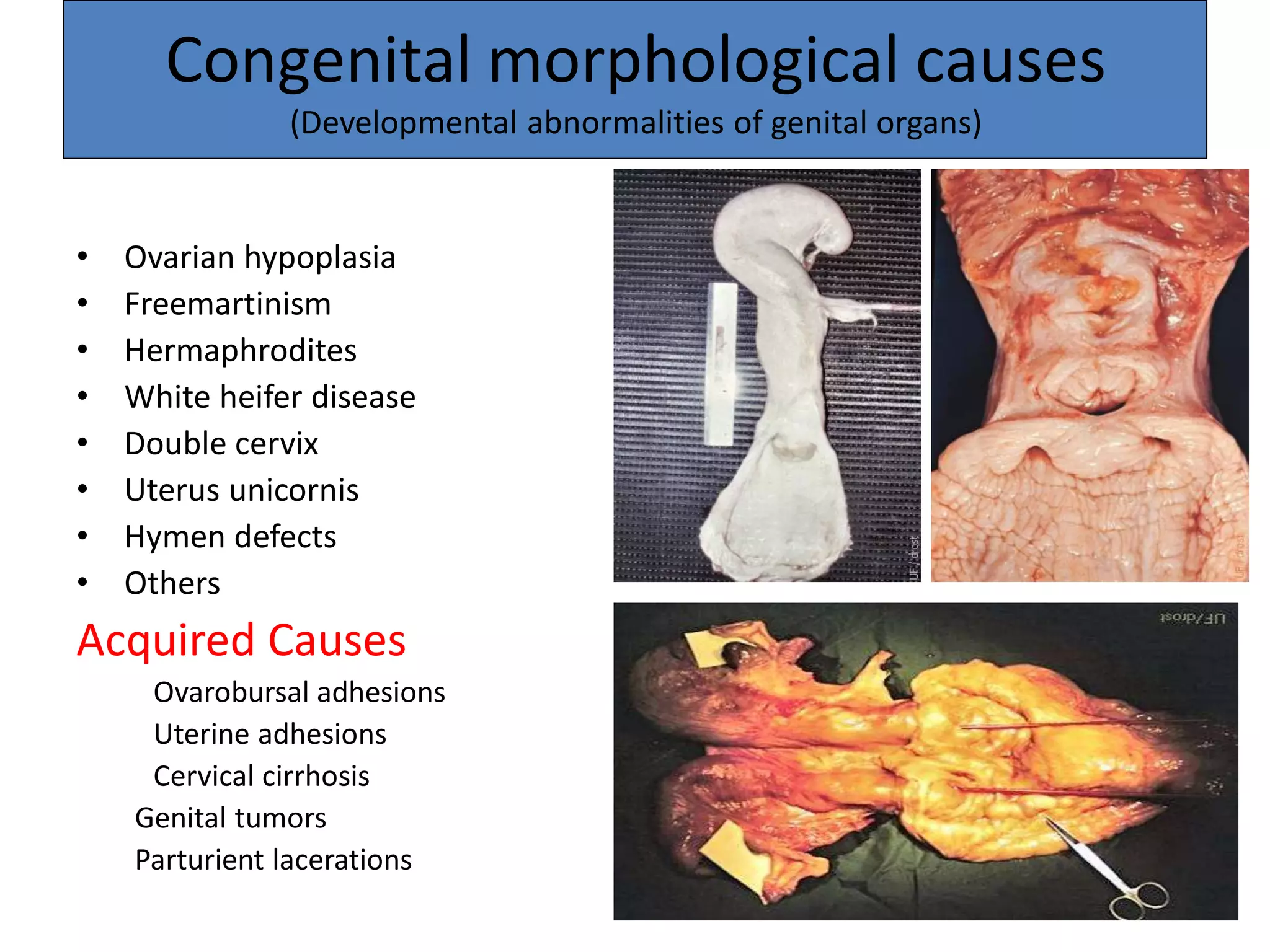 Congenital morphological causes
(Developmental abnormalities of genital organs)
• Ovarian hypoplasia
• Freemartinism
• Hermaphrodites
• White heifer disease
• Double cervix
• Uterus unicornis
• Hymen defects
• Others
Acquired Causes
Ovarobursal adhesions
Uterine adhesions
Cervical cirrhosis
Genital tumors
Parturient lacerations
 