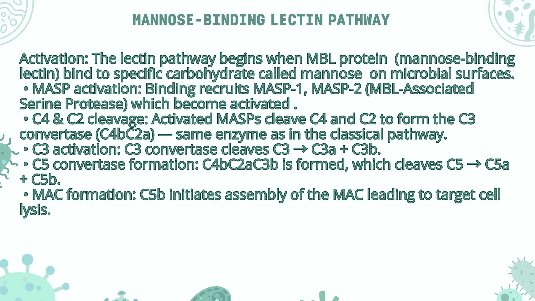 MANNOSE-BINDING LECTIN PATHWAY
Activation: The lectin pathway begins when MBL protein (mannose-binding
lectin) bind to specific carbohydrate called mannose on microbial surfaces.
• MASP activation: Binding recruits MASP-1, MASP-2 (MBL-Associated
Serine Protease) which become activated .
• C4 & C2 cleavage: Activated MASPs cleave C4 and C2 to form the C3
convertase (C4bC2a) — same enzyme as in the classical pathway.
• C3 activation: C3 convertase cleaves C3 →C3a + C3b.
• C5 convertase formation: C4bC2aC3b is formed, which cleaves C5 →C5a
+ C5b.
• MAC formation: C5b initiates assembly of the MAC leading to target cell
lysis.
Activation: The lectin pathway begins when MBL protein (mannose-binding
lectin) bind to specific carbohydrate called mannose on microbial surfaces.
• MASP activation: Binding recruits MASP-1, MASP-2 (MBL-Associated
Serine Protease) which become activated .
• C4 & C2 cleavage: Activated MASPs cleave C4 and C2 to form the C3
convertase (C4bC2a) — same enzyme as in the classical pathway.
• C3 activation: C3 convertase cleaves C3 →C3a + C3b.
• C5 convertase formation: C4bC2aC3b is formed, which cleaves C5 →C5a
+ C5b.
• MAC formation: C5b initiates assembly of the MAC leading to target cell
lysis.
 