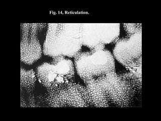 Fig. 14, Reticulation.
 