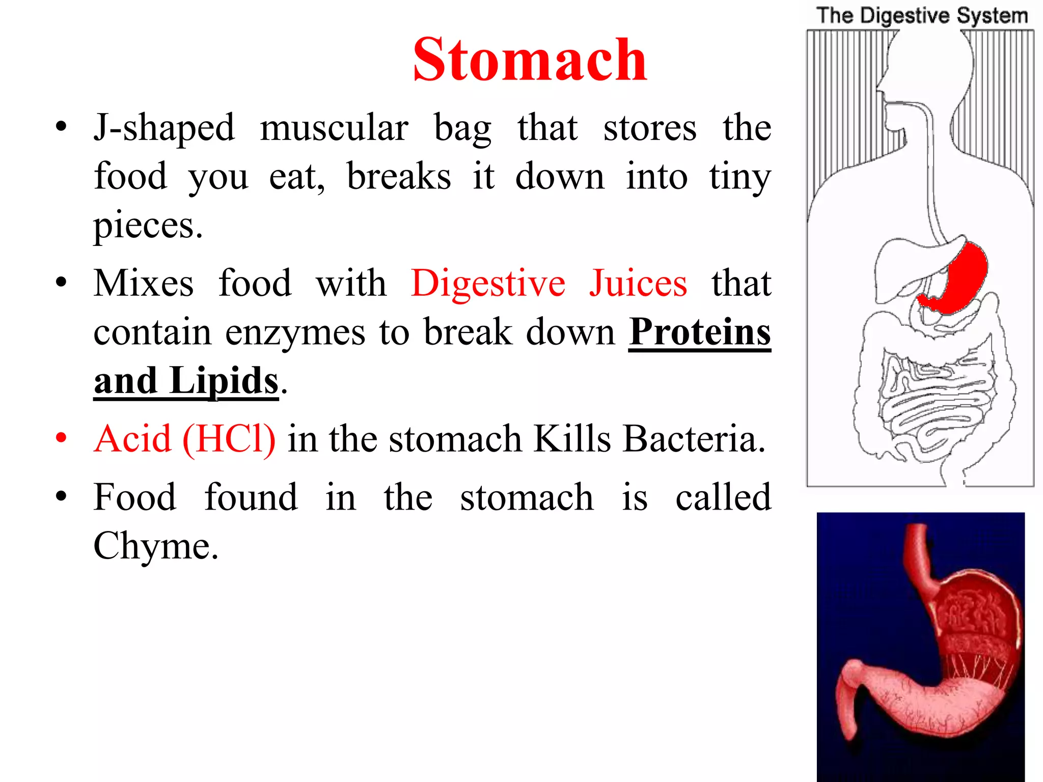 Lecture 7 digestive system ppt ppt