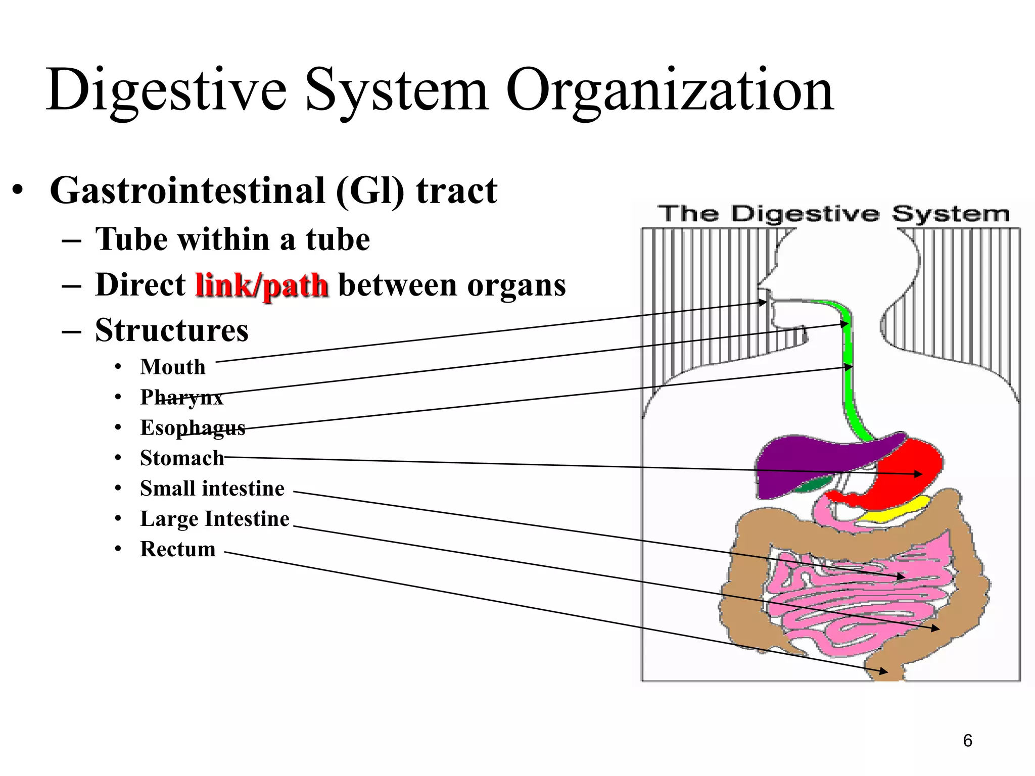 Lecture 7 digestive system ppt ppt