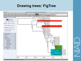 Drawing trees: FigTree
 