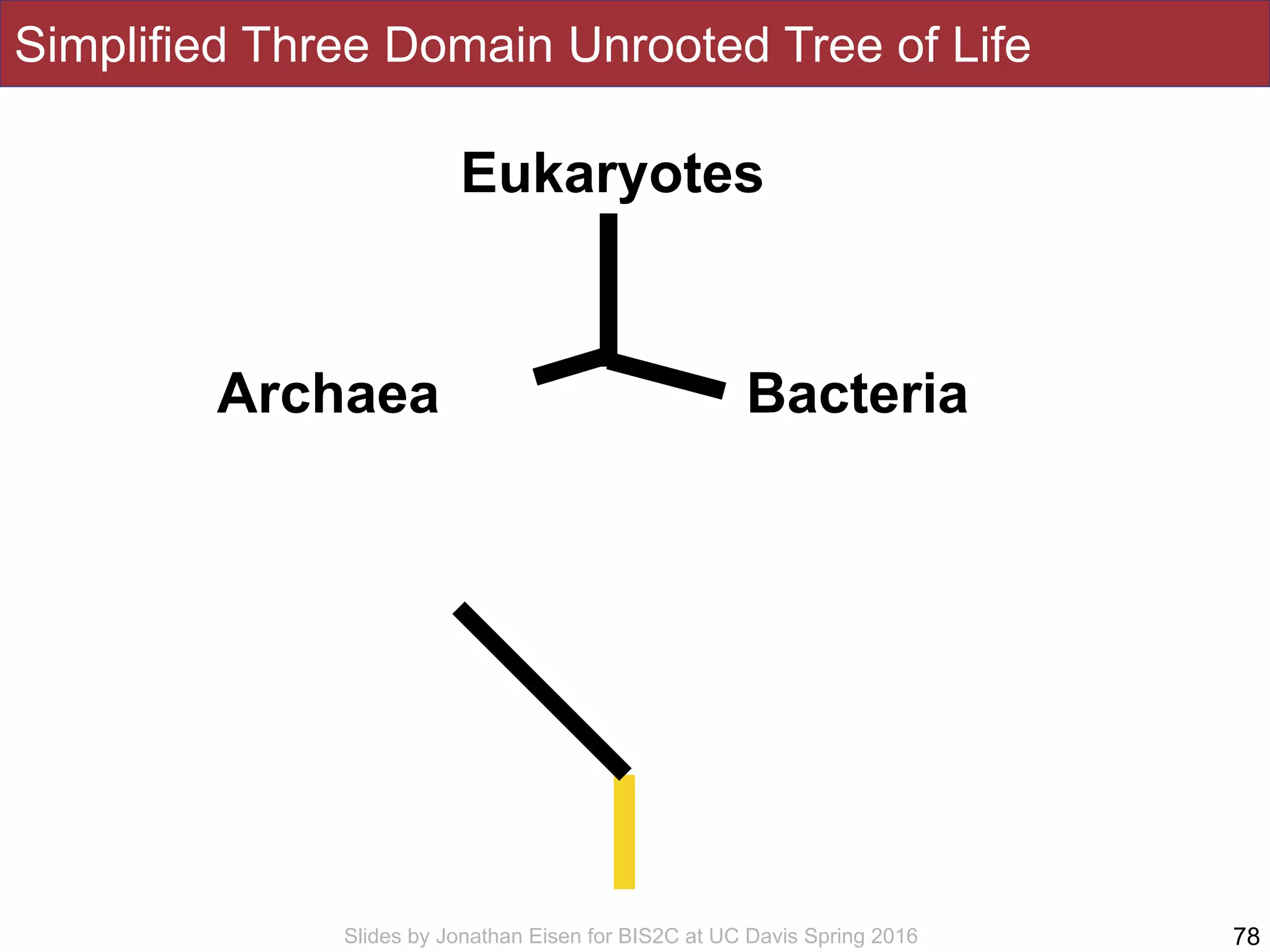 Slides by Jonathan Eisen for BIS2C at UC Davis Spring 2016
Simplified Three Domain Unrooted Tree of Life
78
Eukaryotes
BacteriaArchaea
 