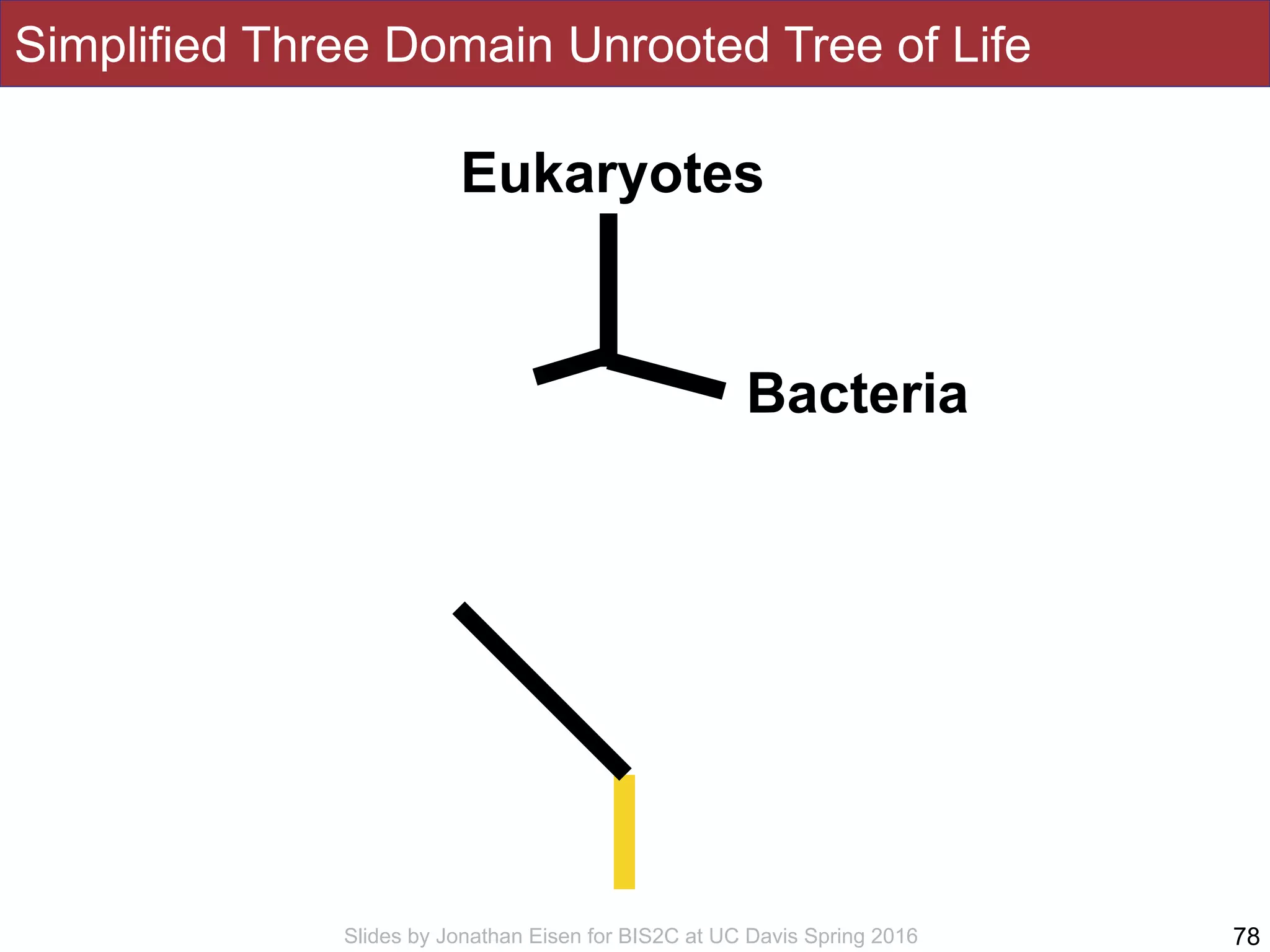 Slides by Jonathan Eisen for BIS2C at UC Davis Spring 2016
Simplified Three Domain Unrooted Tree of Life
78
Eukaryotes
Bacteria
 