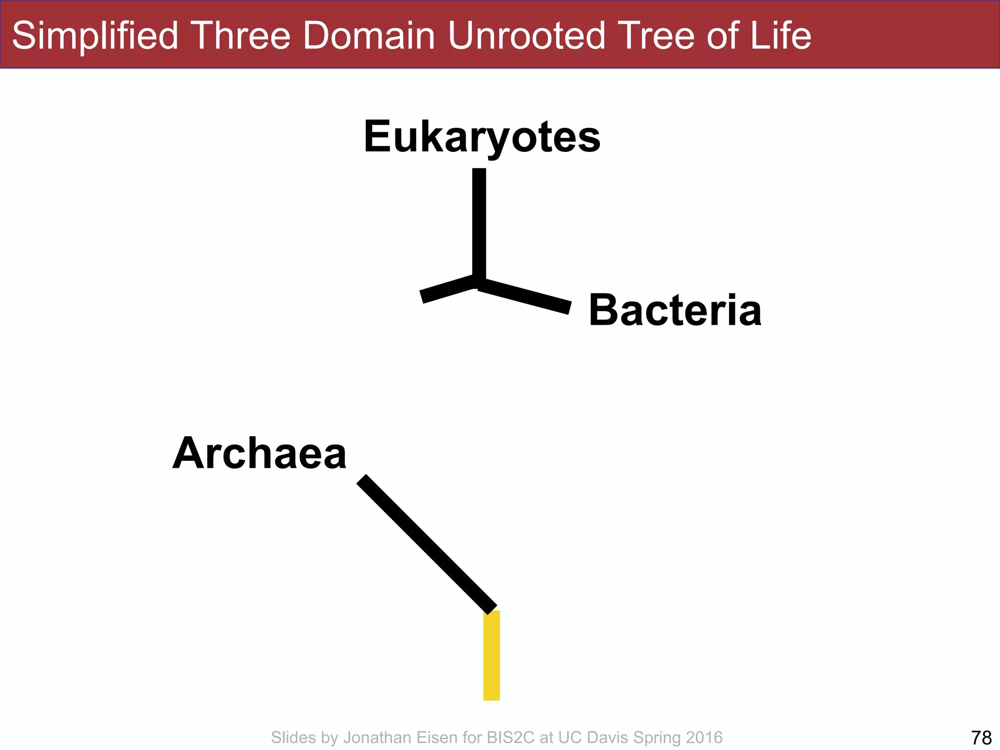 Slides by Jonathan Eisen for BIS2C at UC Davis Spring 2016
Simplified Three Domain Unrooted Tree of Life
78
Eukaryotes
Bacteria
Archaea
 