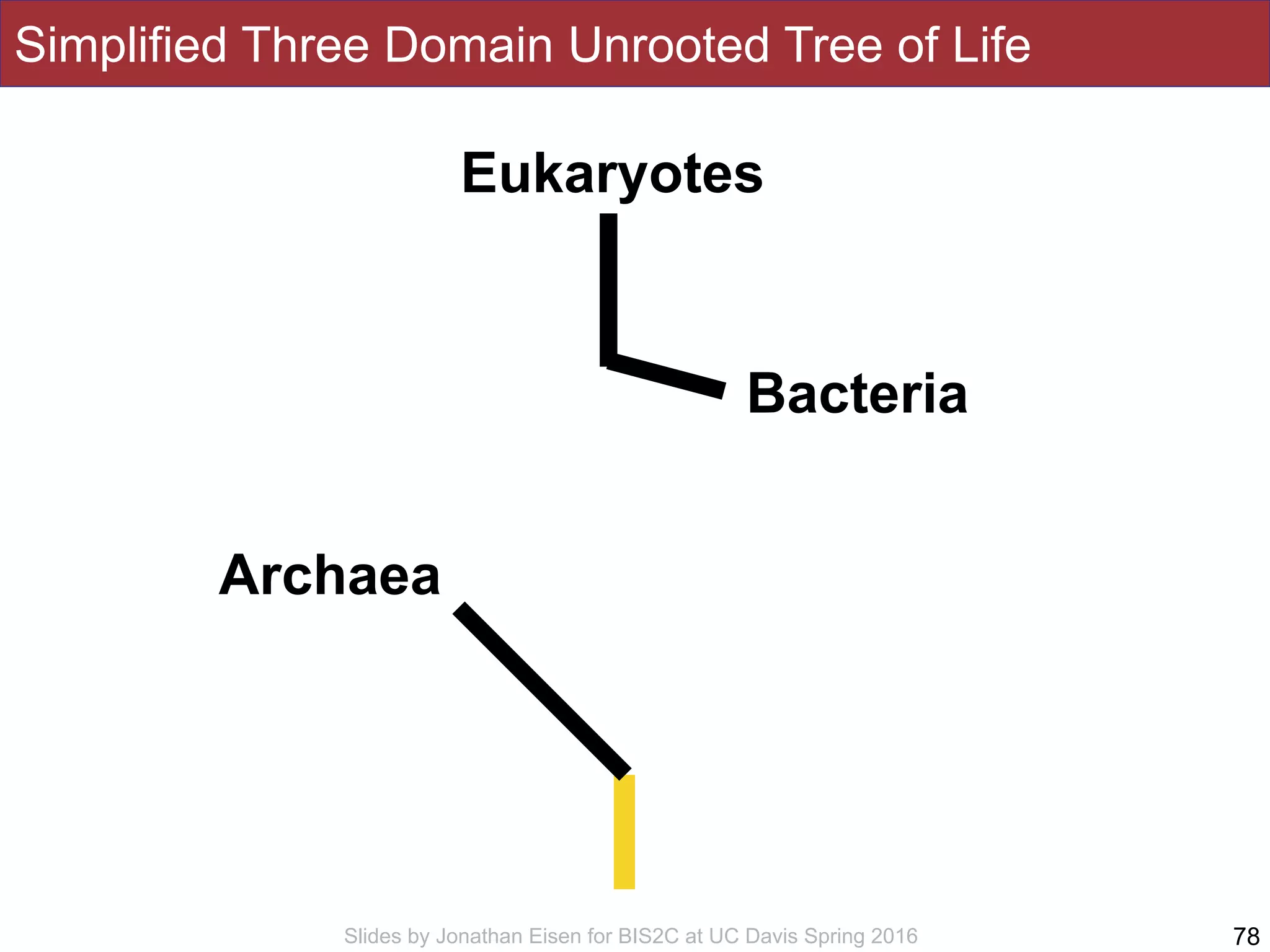 Slides by Jonathan Eisen for BIS2C at UC Davis Spring 2016
Simplified Three Domain Unrooted Tree of Life
78
Eukaryotes
Bacteria
Archaea
 