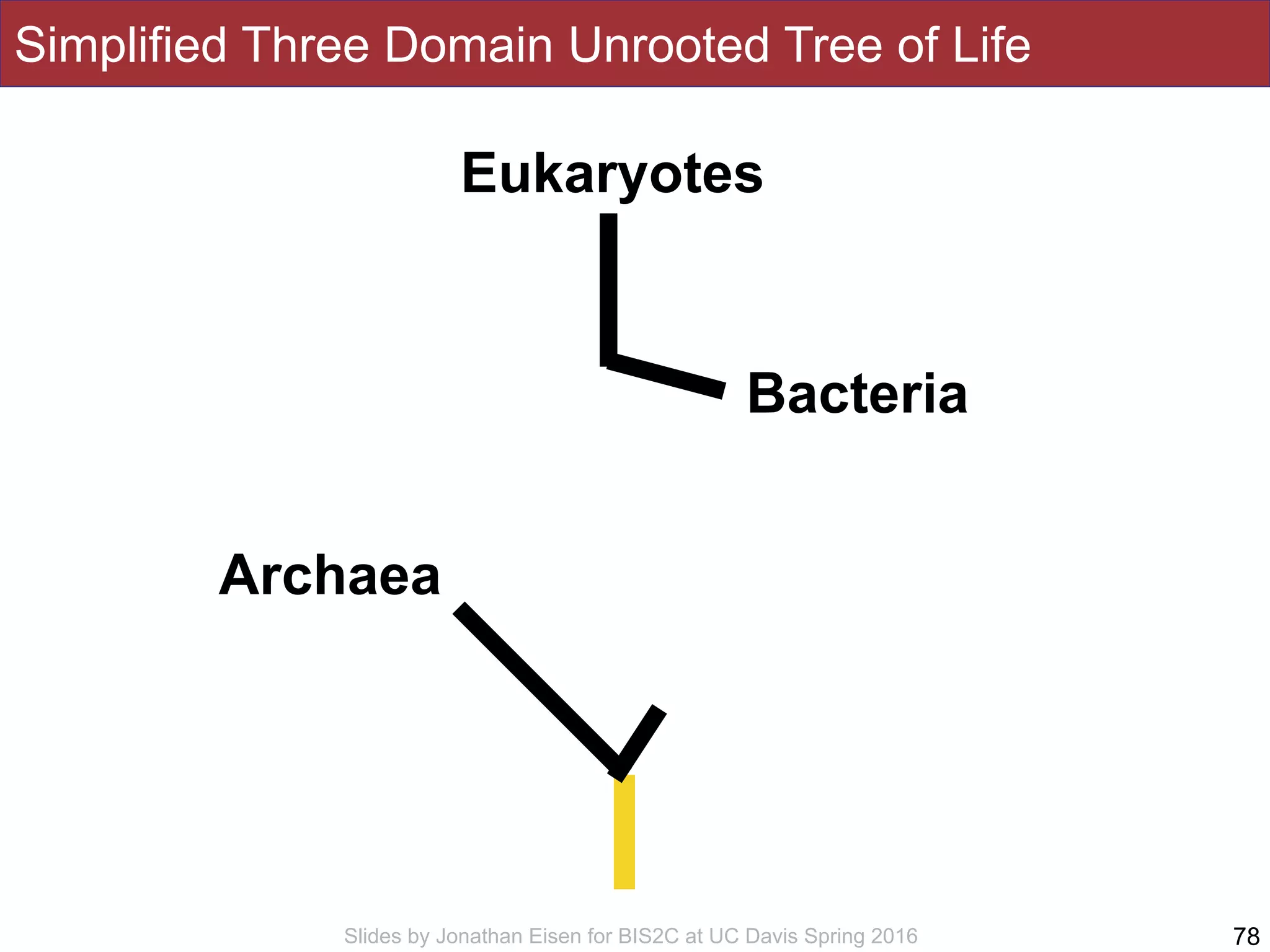 Slides by Jonathan Eisen for BIS2C at UC Davis Spring 2016
Simplified Three Domain Unrooted Tree of Life
78
Eukaryotes
Bacteria
Archaea
 