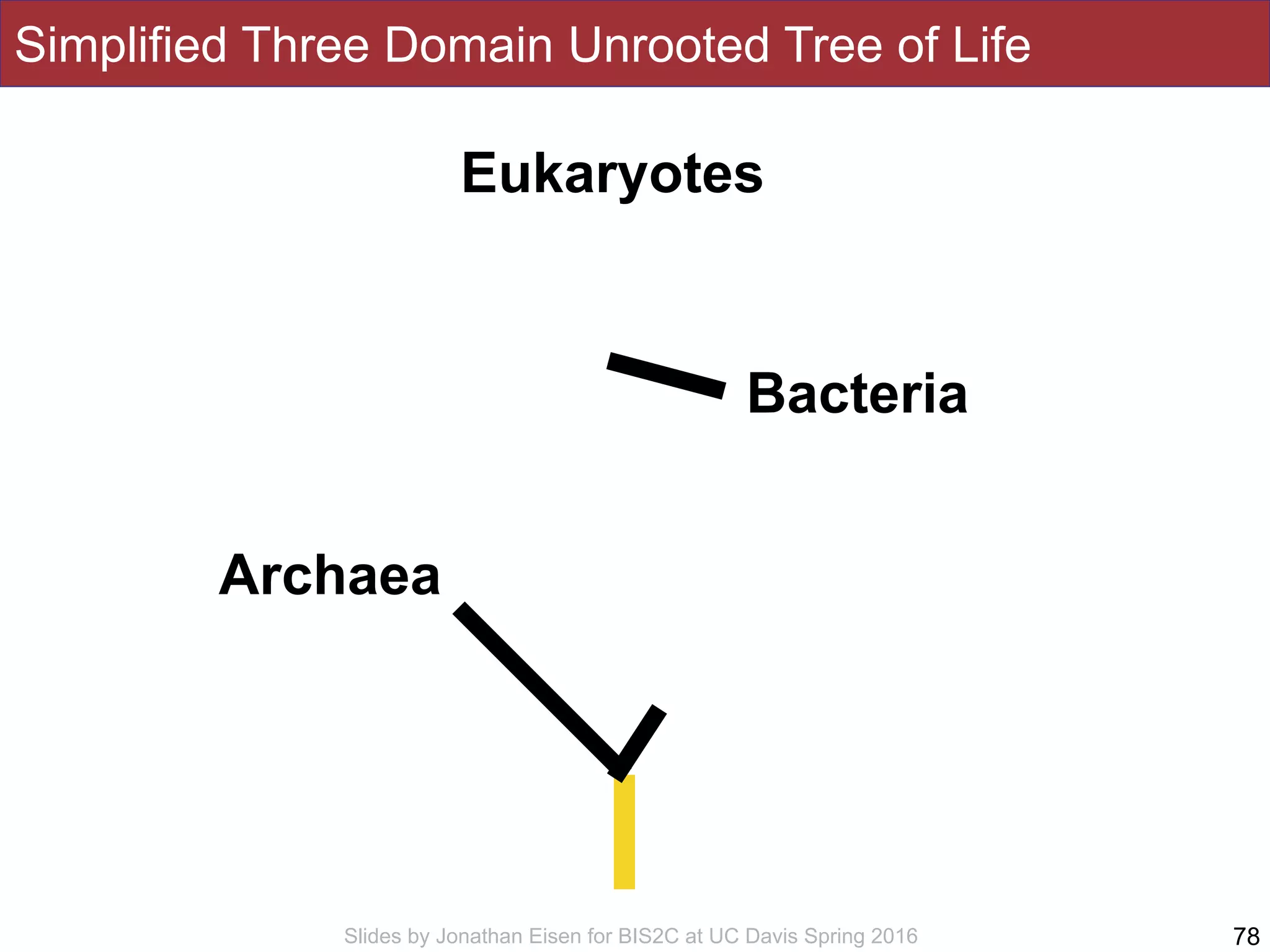 Slides by Jonathan Eisen for BIS2C at UC Davis Spring 2016
Simplified Three Domain Unrooted Tree of Life
78
Eukaryotes
Bacteria
Archaea
 