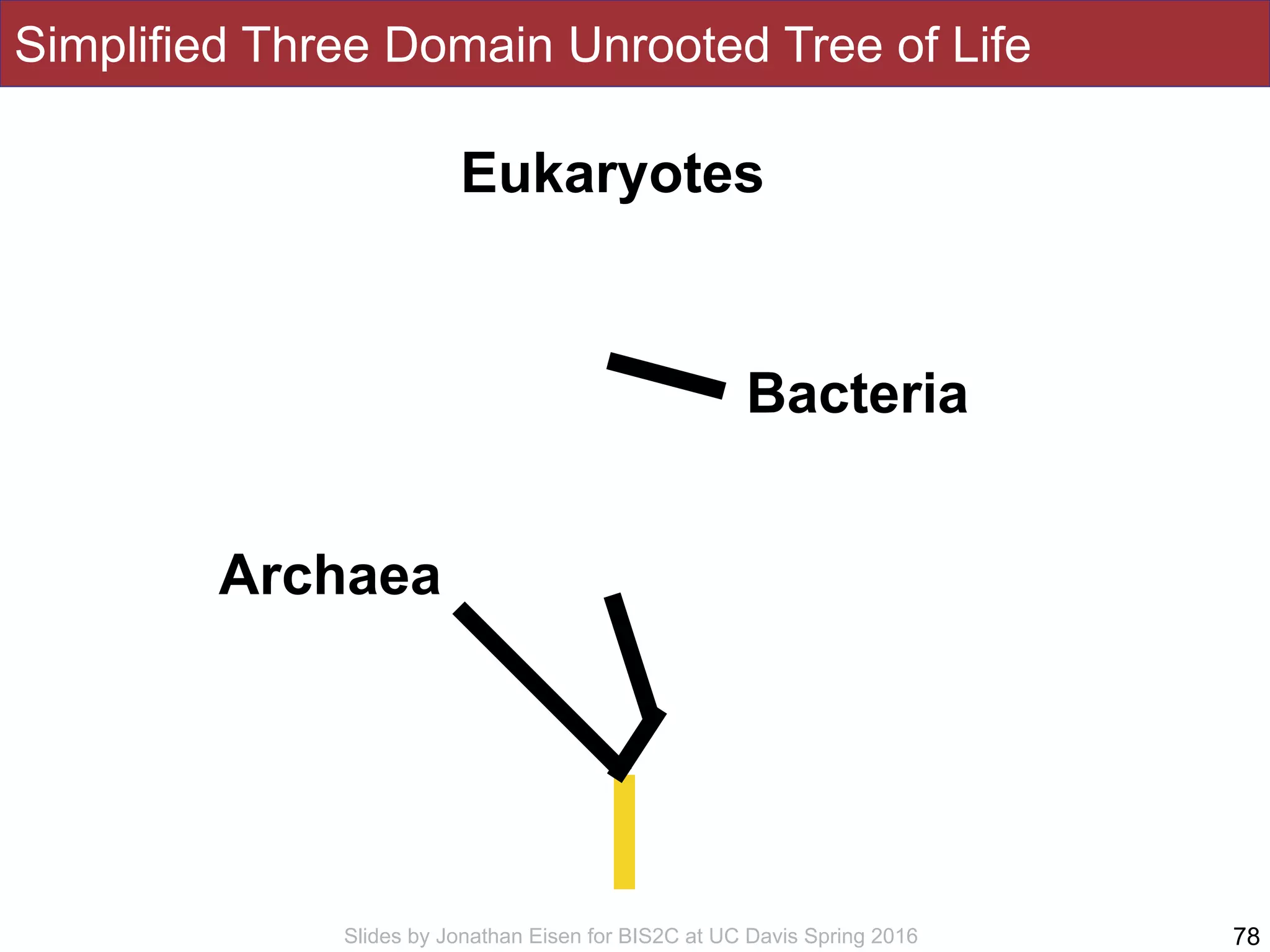 Slides by Jonathan Eisen for BIS2C at UC Davis Spring 2016
Simplified Three Domain Unrooted Tree of Life
78
Eukaryotes
Bacteria
Archaea
 