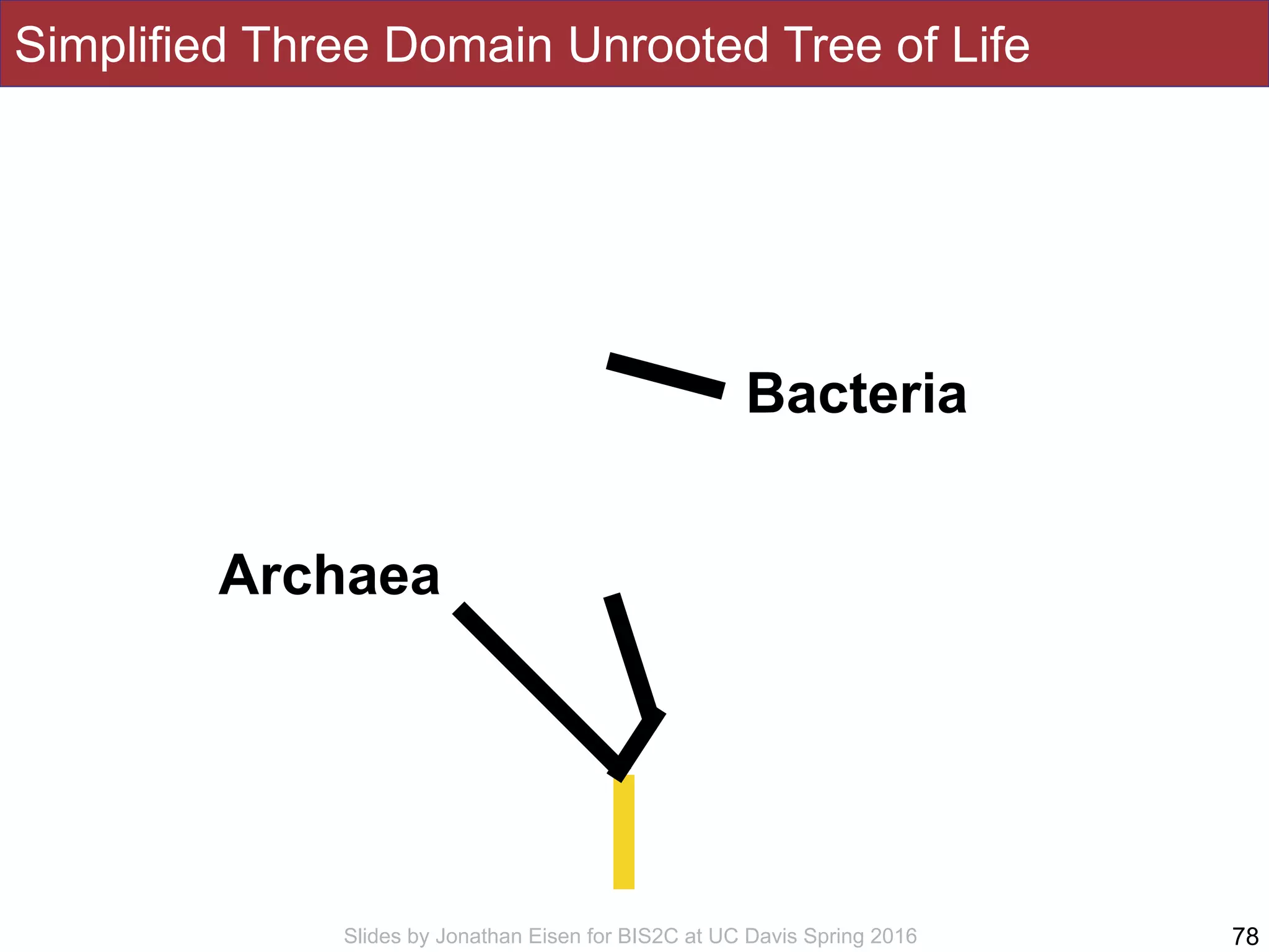 Slides by Jonathan Eisen for BIS2C at UC Davis Spring 2016
Simplified Three Domain Unrooted Tree of Life
78
Bacteria
Archaea
 