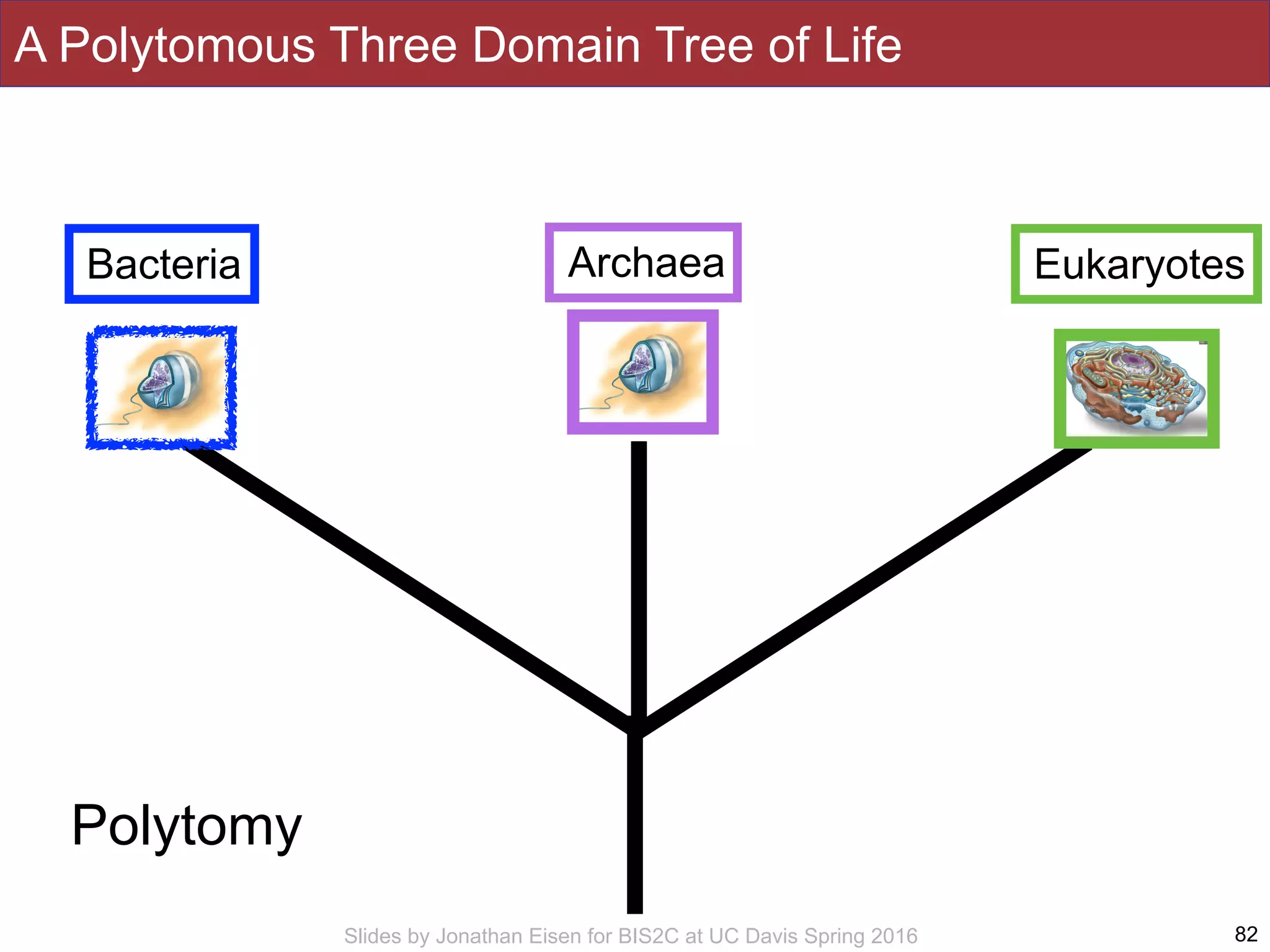 Slides by Jonathan Eisen for BIS2C at UC Davis Spring 2016
A Polytomous Three Domain Tree of Life
82
Bacteria Archaea Eukaryotes
Polytomy
 