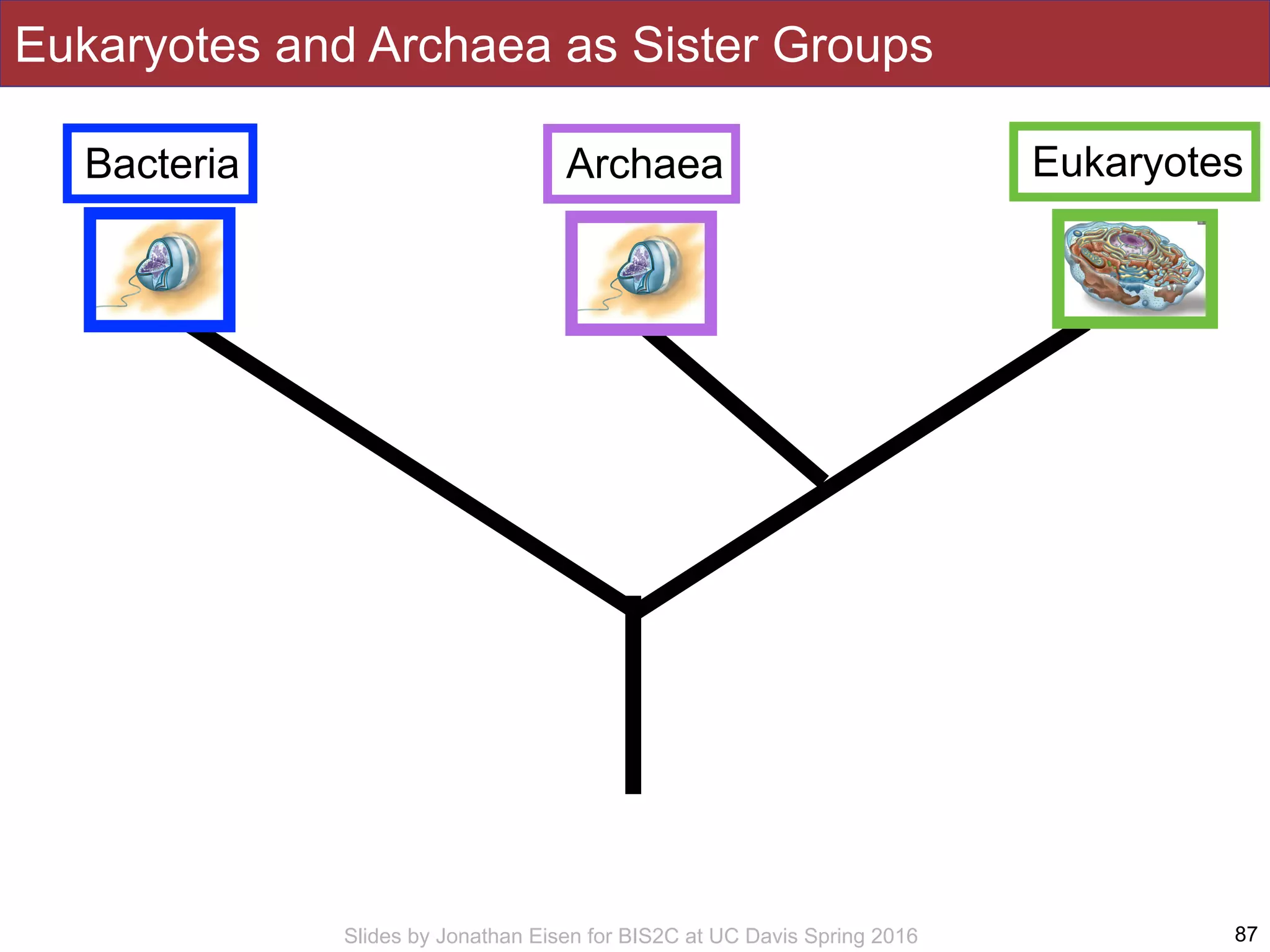 Slides by Jonathan Eisen for BIS2C at UC Davis Spring 2016 87
Archaea
Eukaryotes and Archaea as Sister Groups
EukaryotesBacteria
 