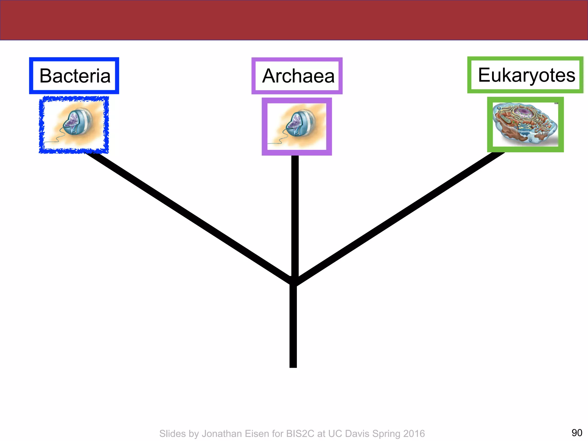 Slides by Jonathan Eisen for BIS2C at UC Davis Spring 2016 90
Bacteria EukaryotesArchaea
 