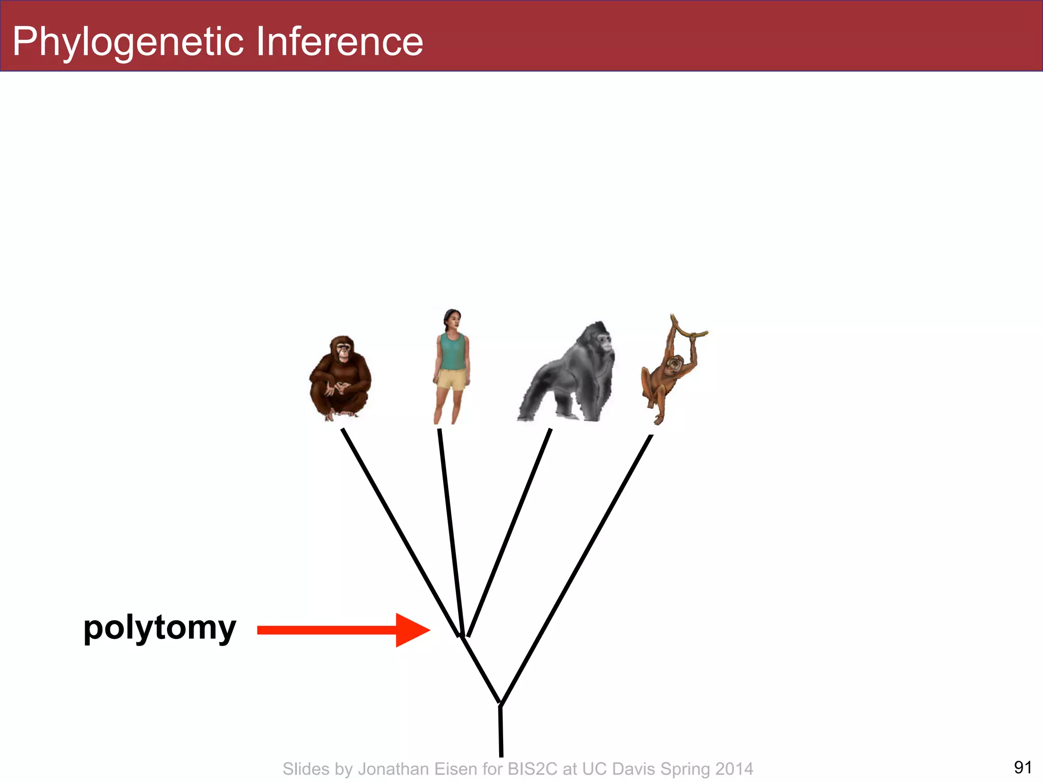 Slides by Jonathan Eisen for BIS2C at UC Davis Spring 2014 91
Phylogenetic Inference
polytomy
 