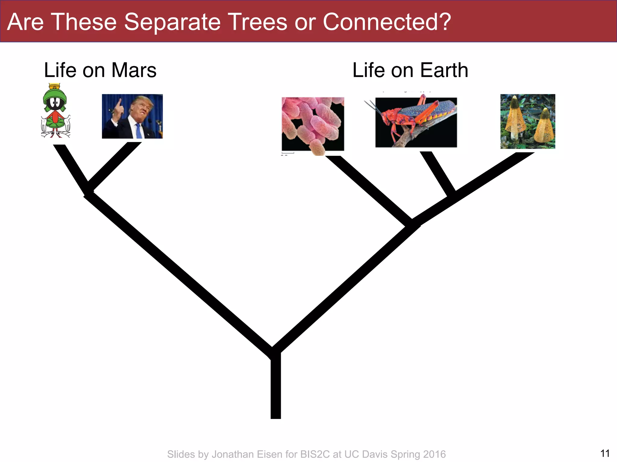 Slides by Jonathan Eisen for BIS2C at UC Davis Spring 2016
Are These Separate Trees or Connected?
11
Life on EarthLife on Mars
 