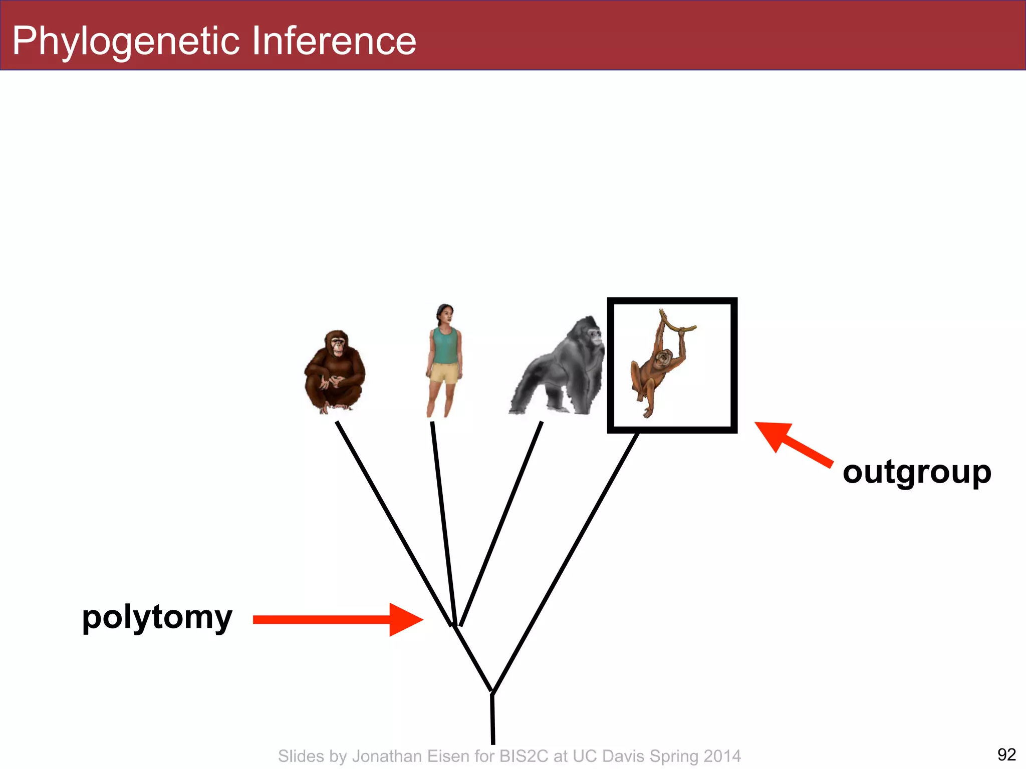 Slides by Jonathan Eisen for BIS2C at UC Davis Spring 2014 92
polytomy
outgroup
Phylogenetic Inference
 