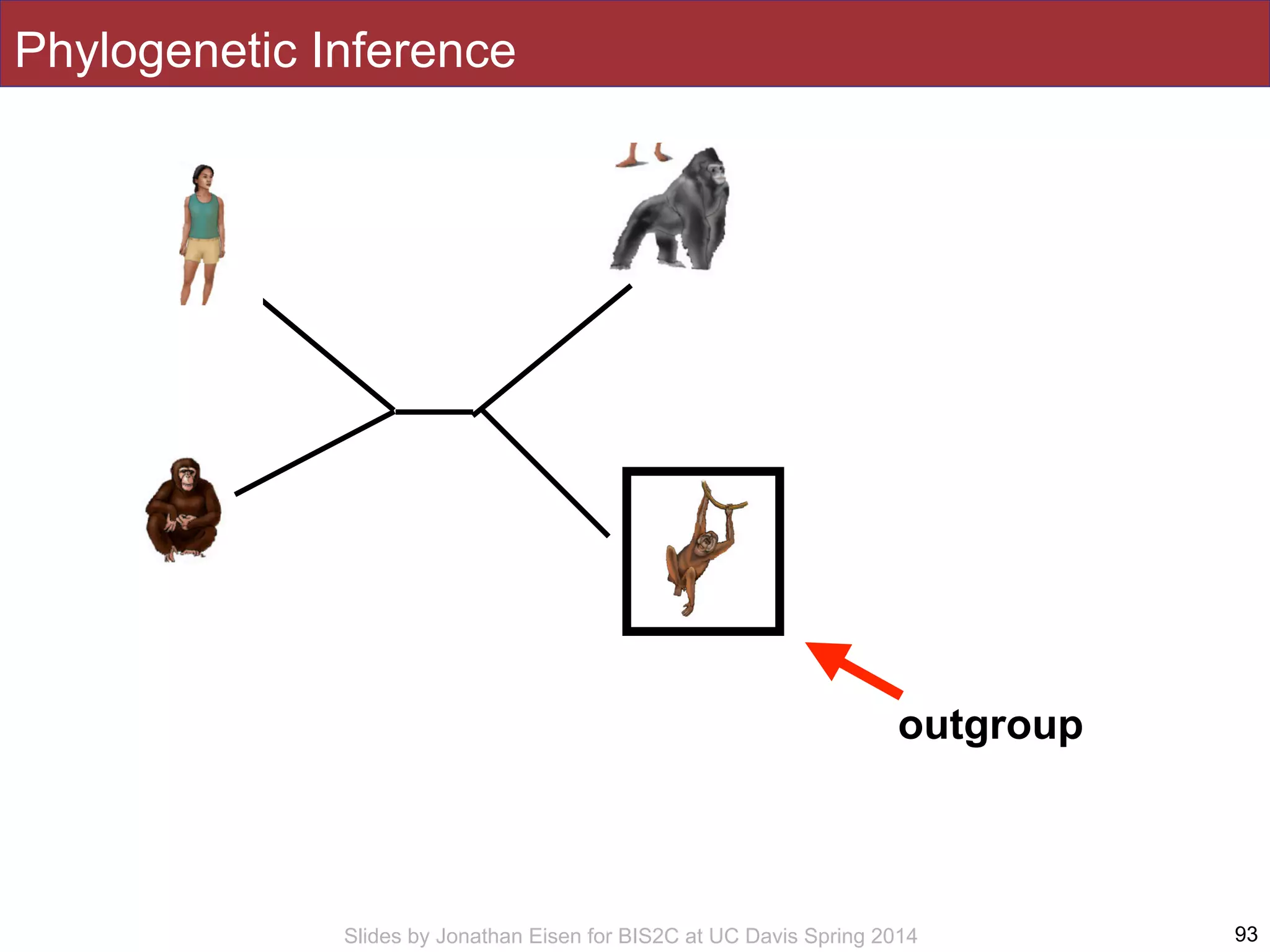 Slides by Jonathan Eisen for BIS2C at UC Davis Spring 2014 93
outgroup
Phylogenetic Inference
 