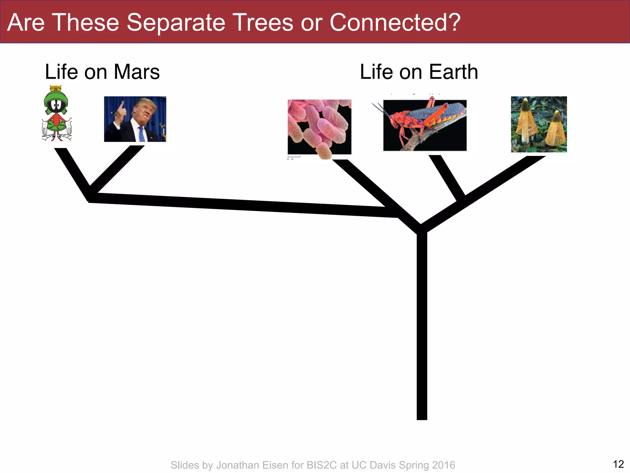 Slides by Jonathan Eisen for BIS2C at UC Davis Spring 2016
Are These Separate Trees or Connected?
12
Life on EarthLife on Mars
 
