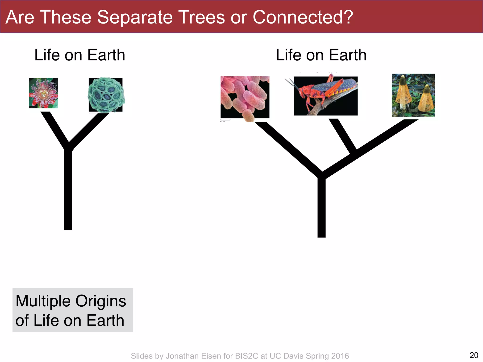 Slides by Jonathan Eisen for BIS2C at UC Davis Spring 2016
Are These Separate Trees or Connected?
20
Life on EarthLife on Earth
Multiple Origins
of Life on Earth
 