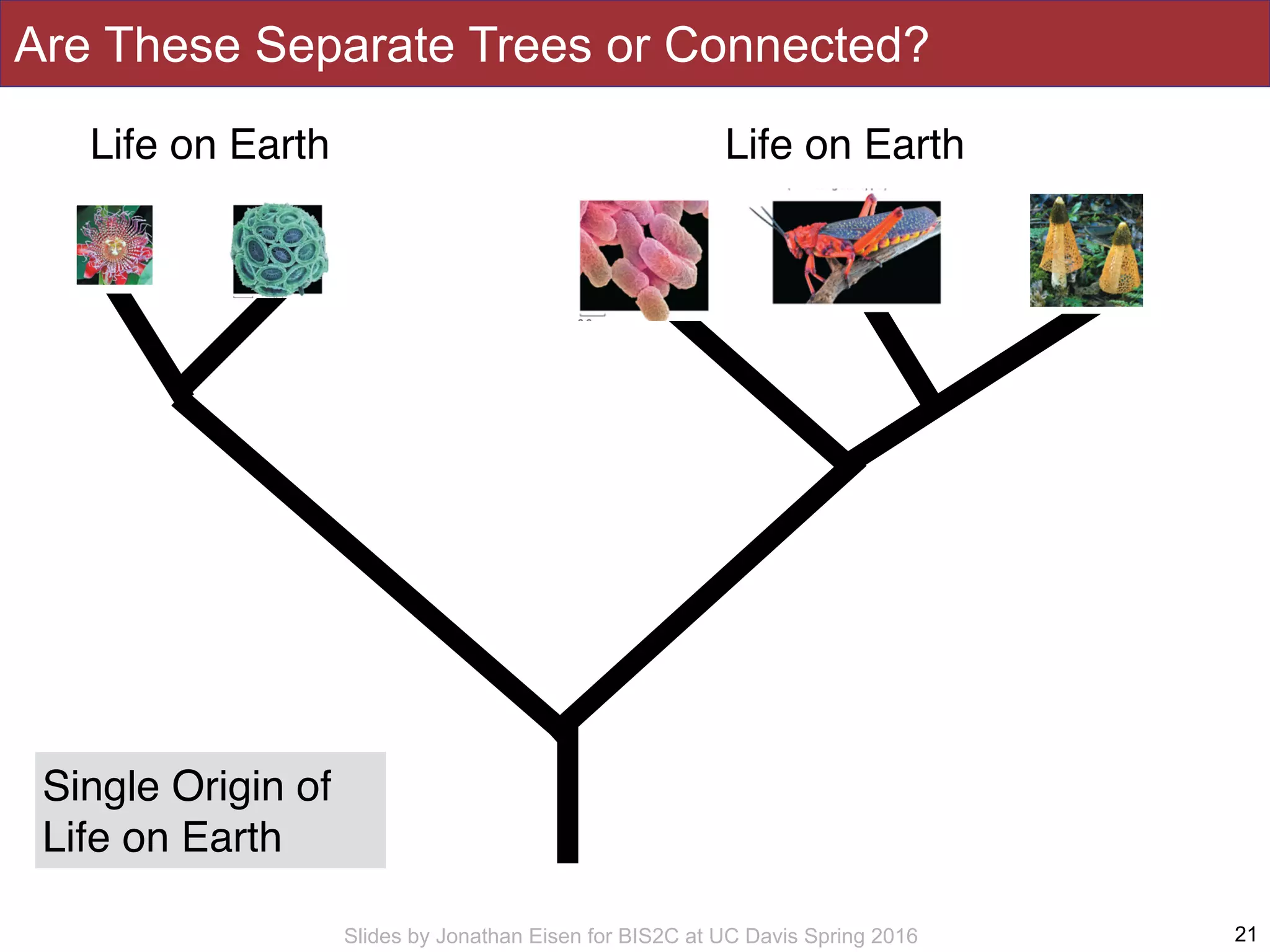 Slides by Jonathan Eisen for BIS2C at UC Davis Spring 2016
Are These Separate Trees or Connected?
21
Life on EarthLife on Earth
Single Origin of
Life on Earth
 