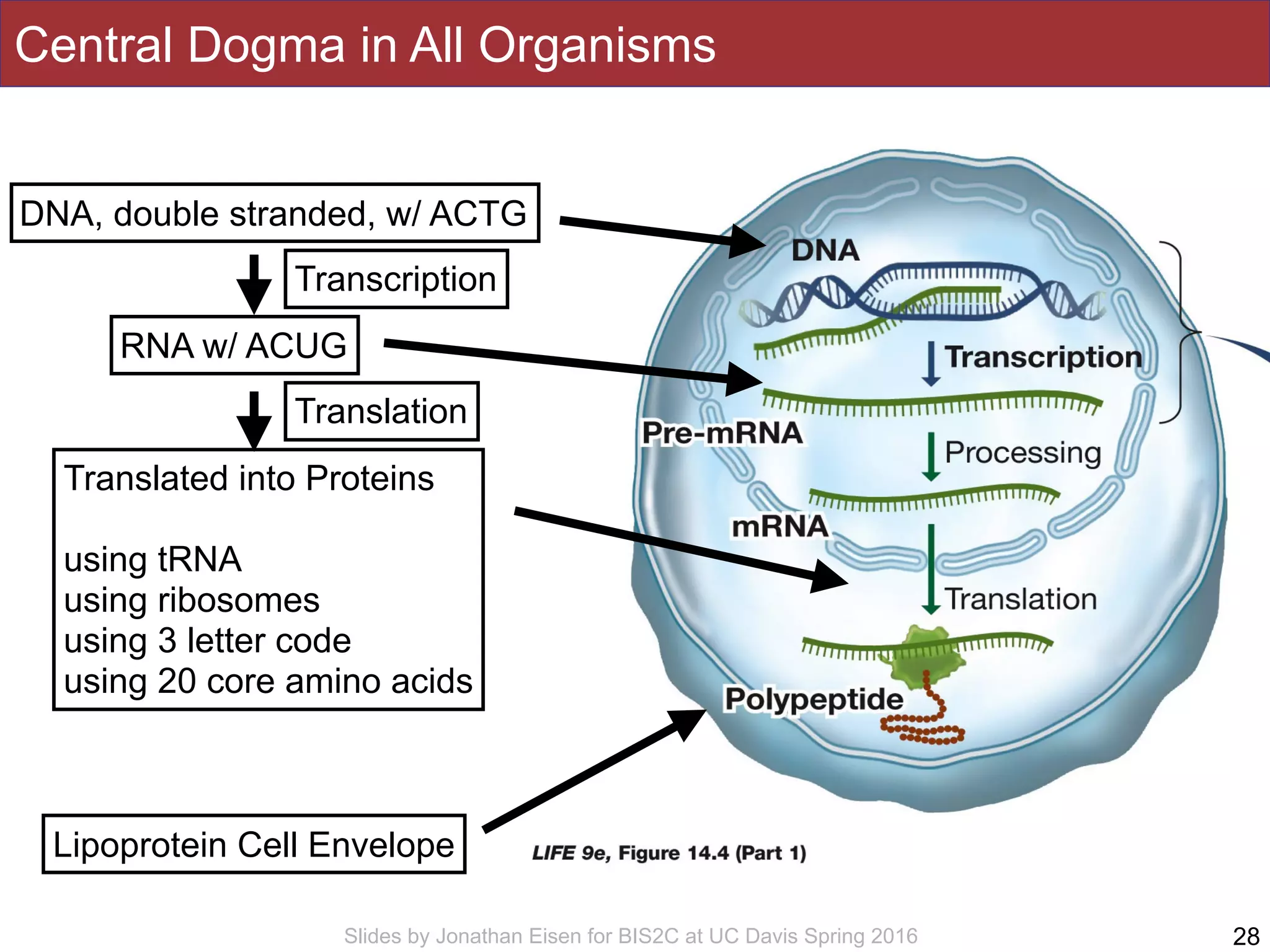 Slides by Jonathan Eisen for BIS2C at UC Davis Spring 2016
Central Dogma in All Organisms
28
DNA, double stranded, w/ ACTG
RNA w/ ACUG
Transcription
Translated into Proteins
using tRNA
using ribosomes
using 3 letter code
using 20 core amino acids
Lipoprotein Cell Envelope
Translation
 