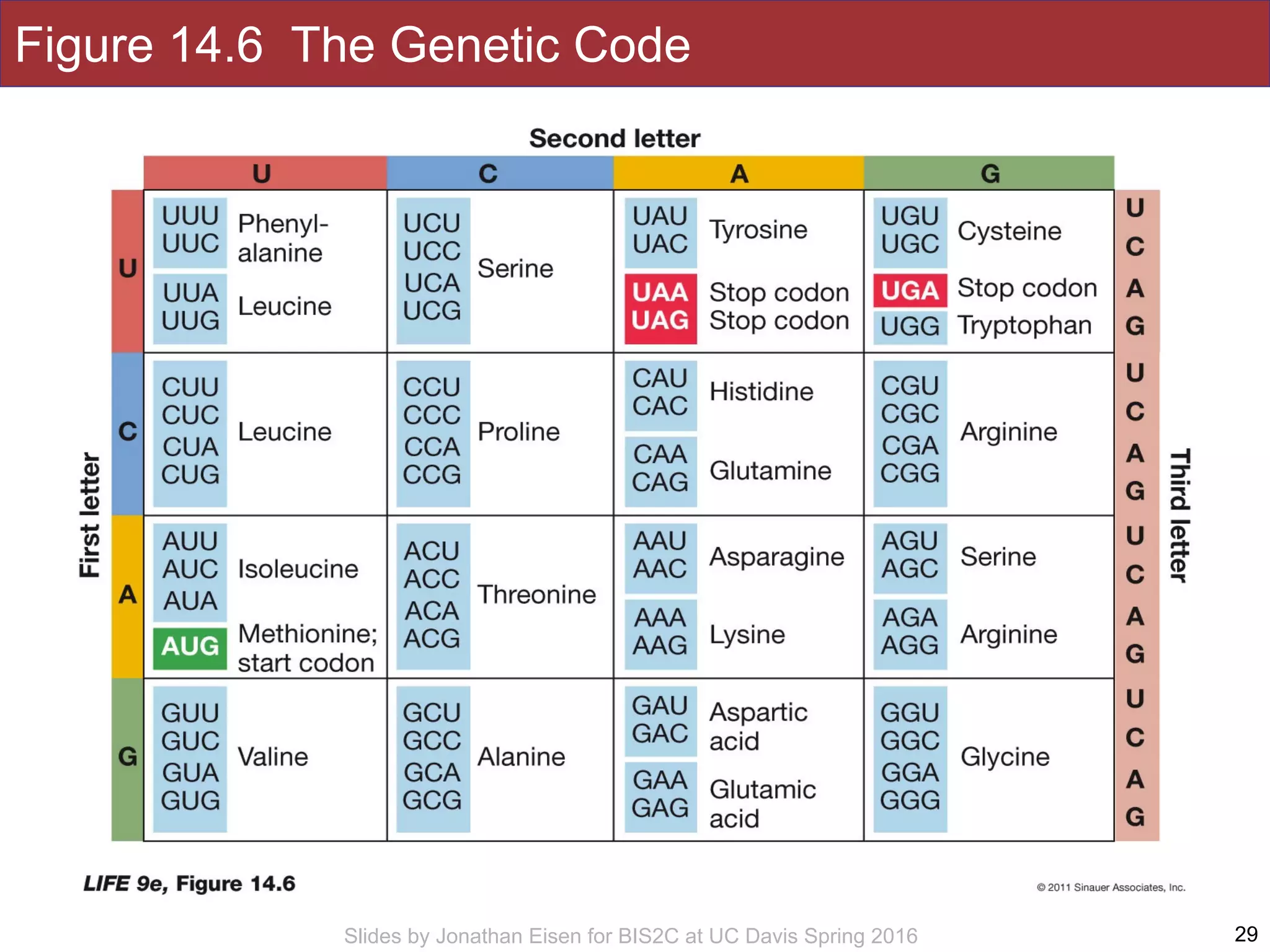 Slides by Jonathan Eisen for BIS2C at UC Davis Spring 2016
Figure 14.6 The Genetic Code
29
 