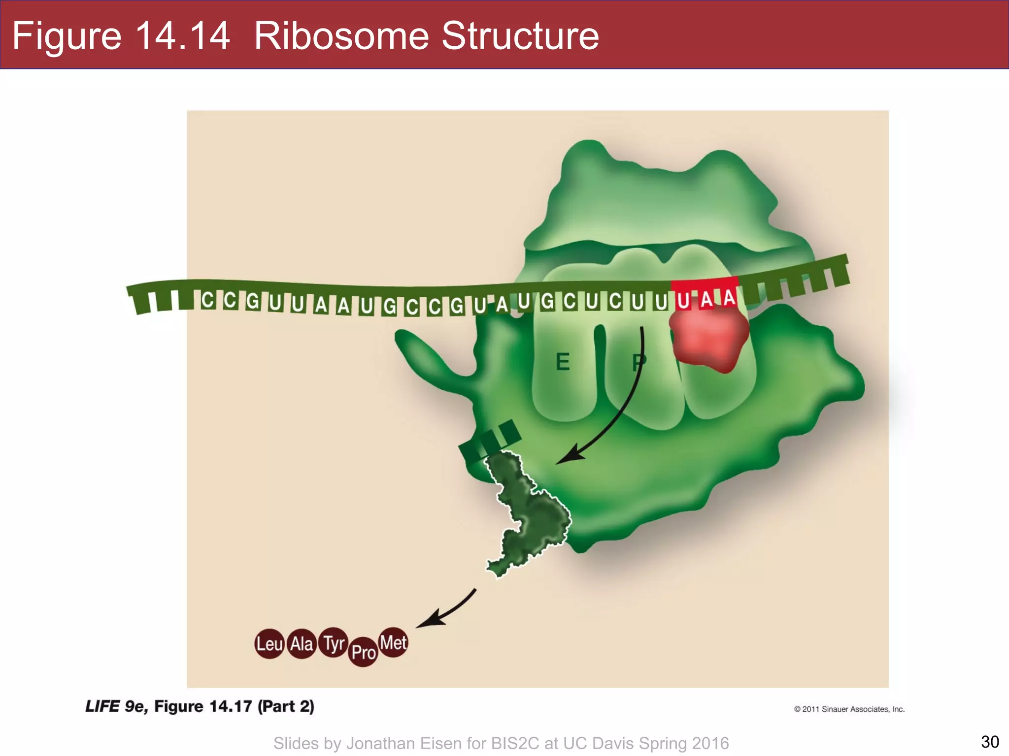 Slides by Jonathan Eisen for BIS2C at UC Davis Spring 2016
Figure 14.14 Ribosome Structure
30
 