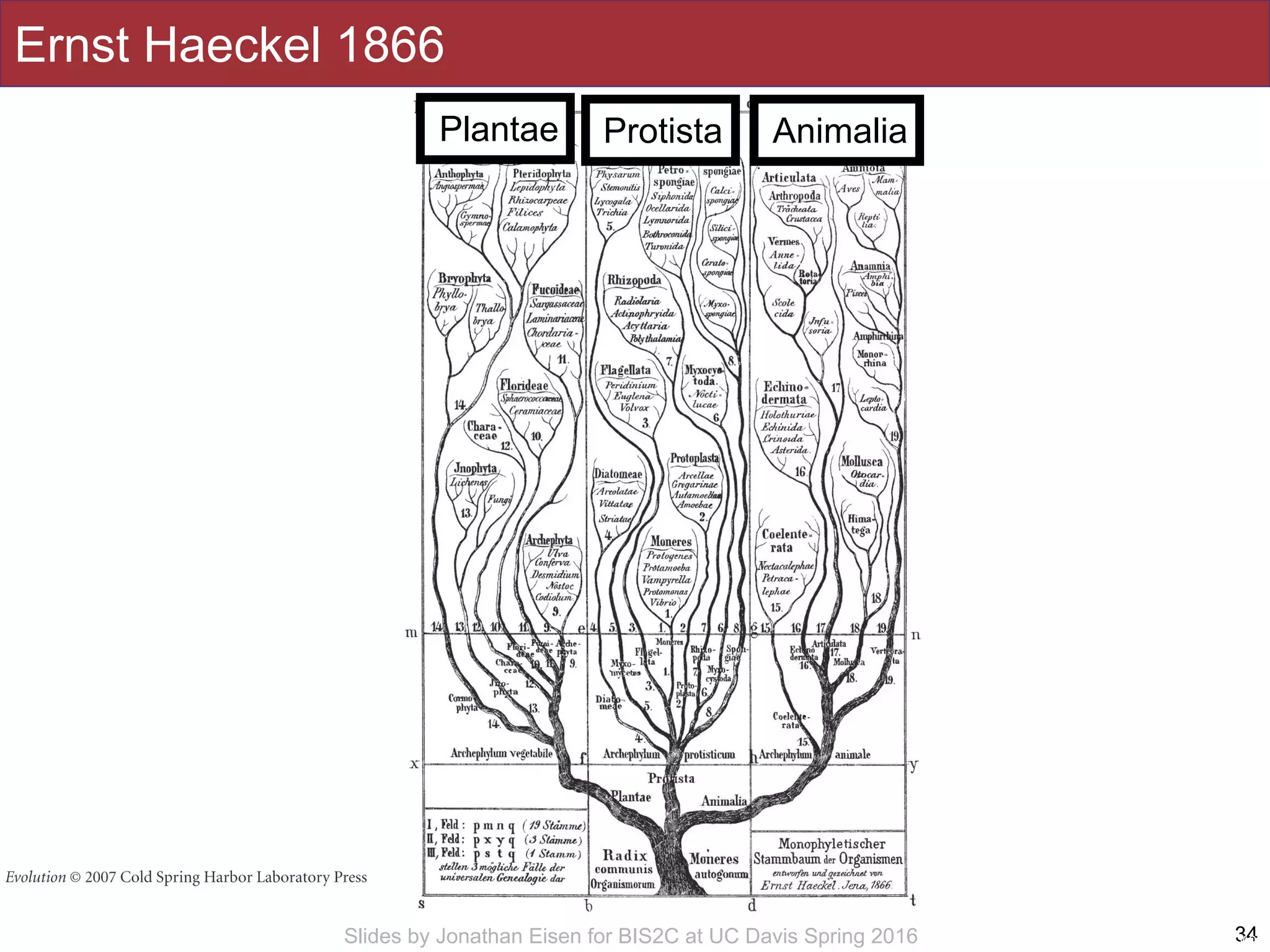 Slides by Jonathan Eisen for BIS2C at UC Davis Spring 2016
Ernst Haeckel 1866
34www.mblwhoilibrary.org
Plantae AnimaliaProtista
 